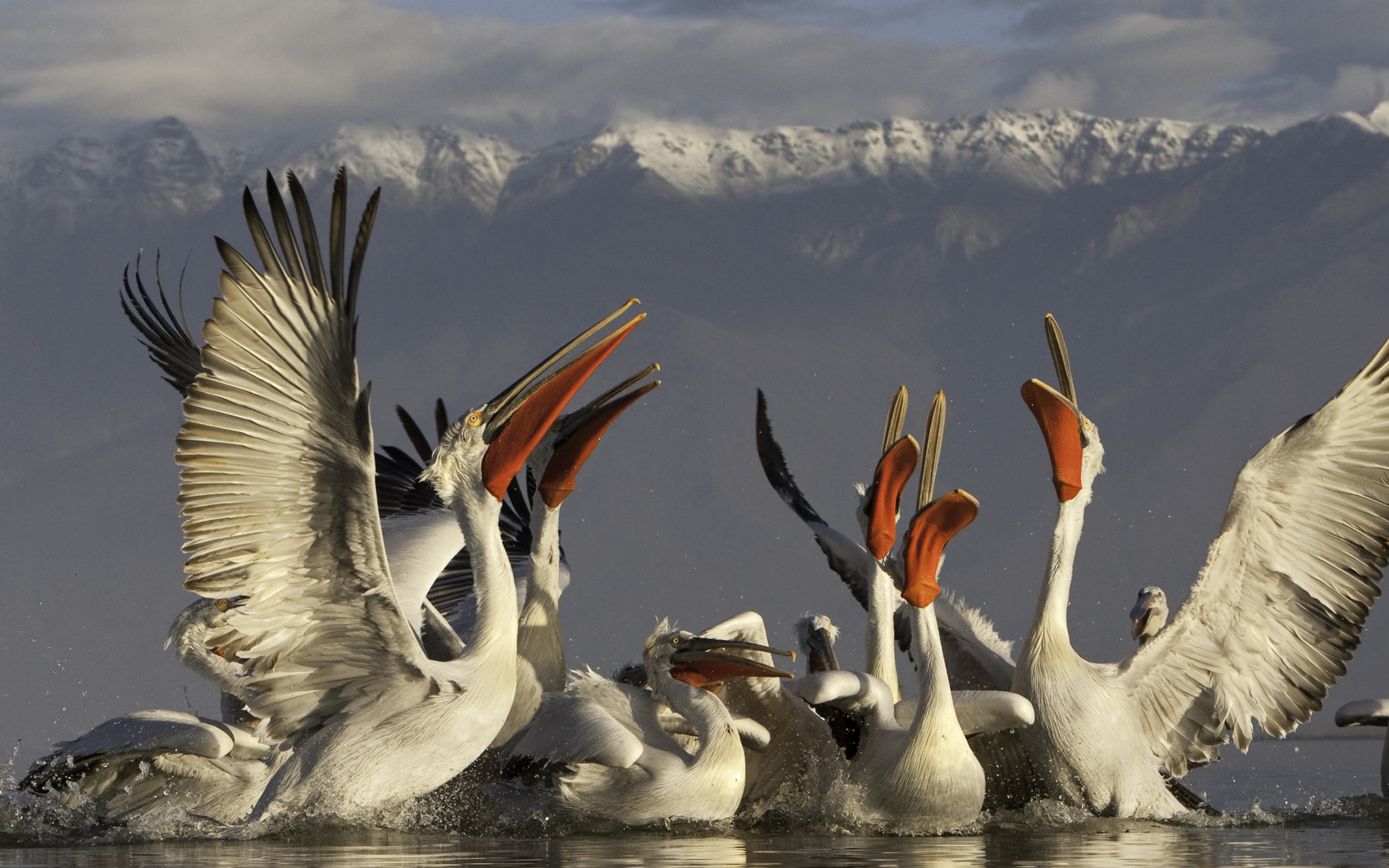 Wallpapers water pelicans wings on the desktop