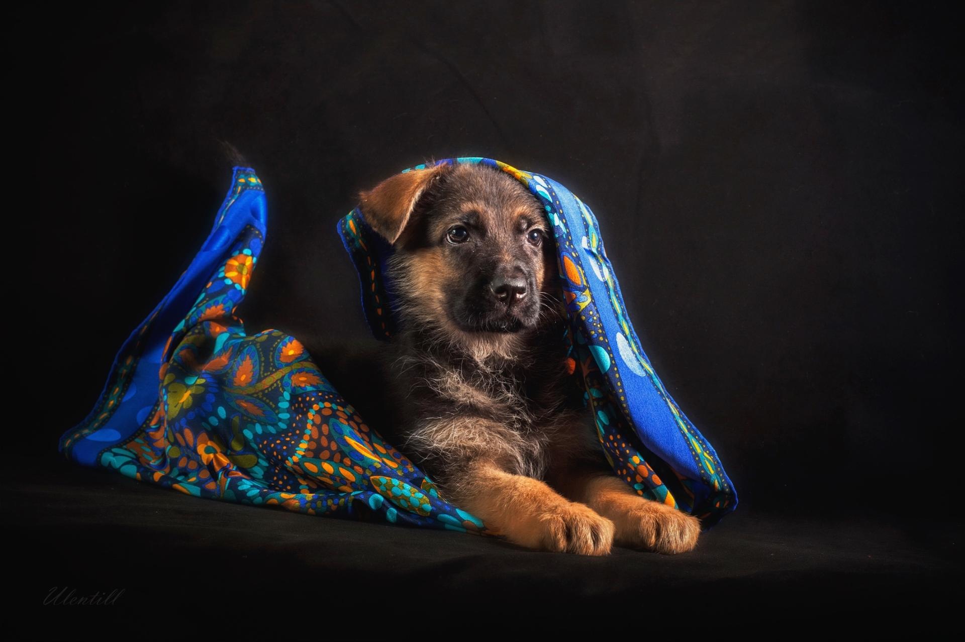 Wallpapers shawl puppy shepherd on the desktop