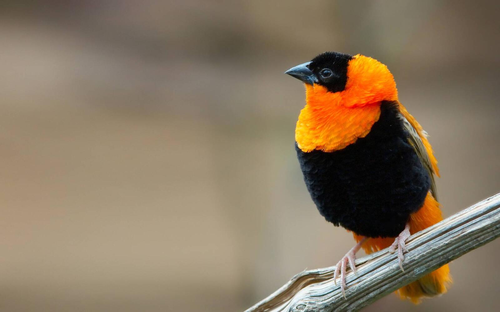 Обои оранжево-черный птица ветка на рабочий стол