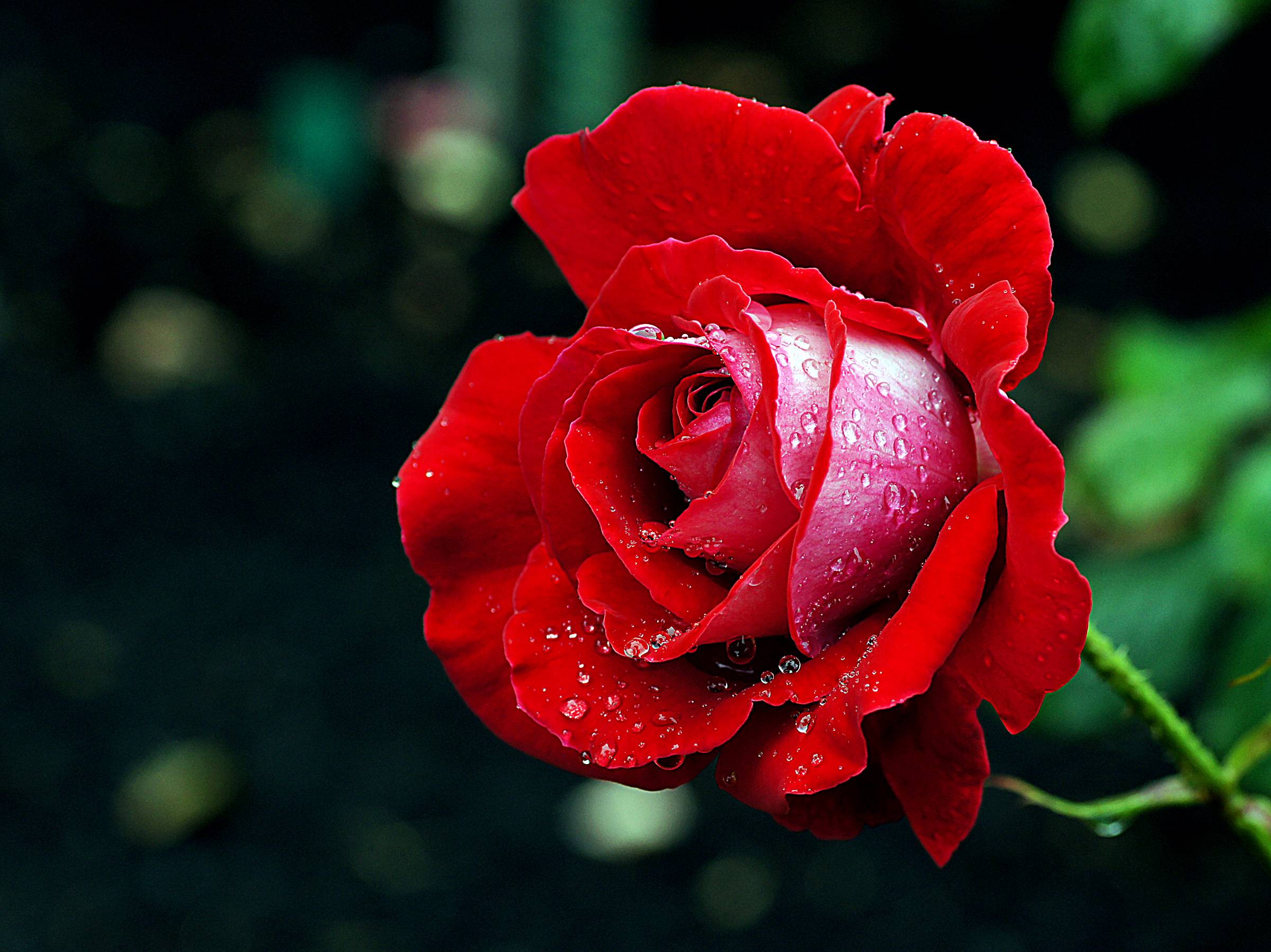 桌面上的壁纸雨滴 玫瑰 红玫瑰花束