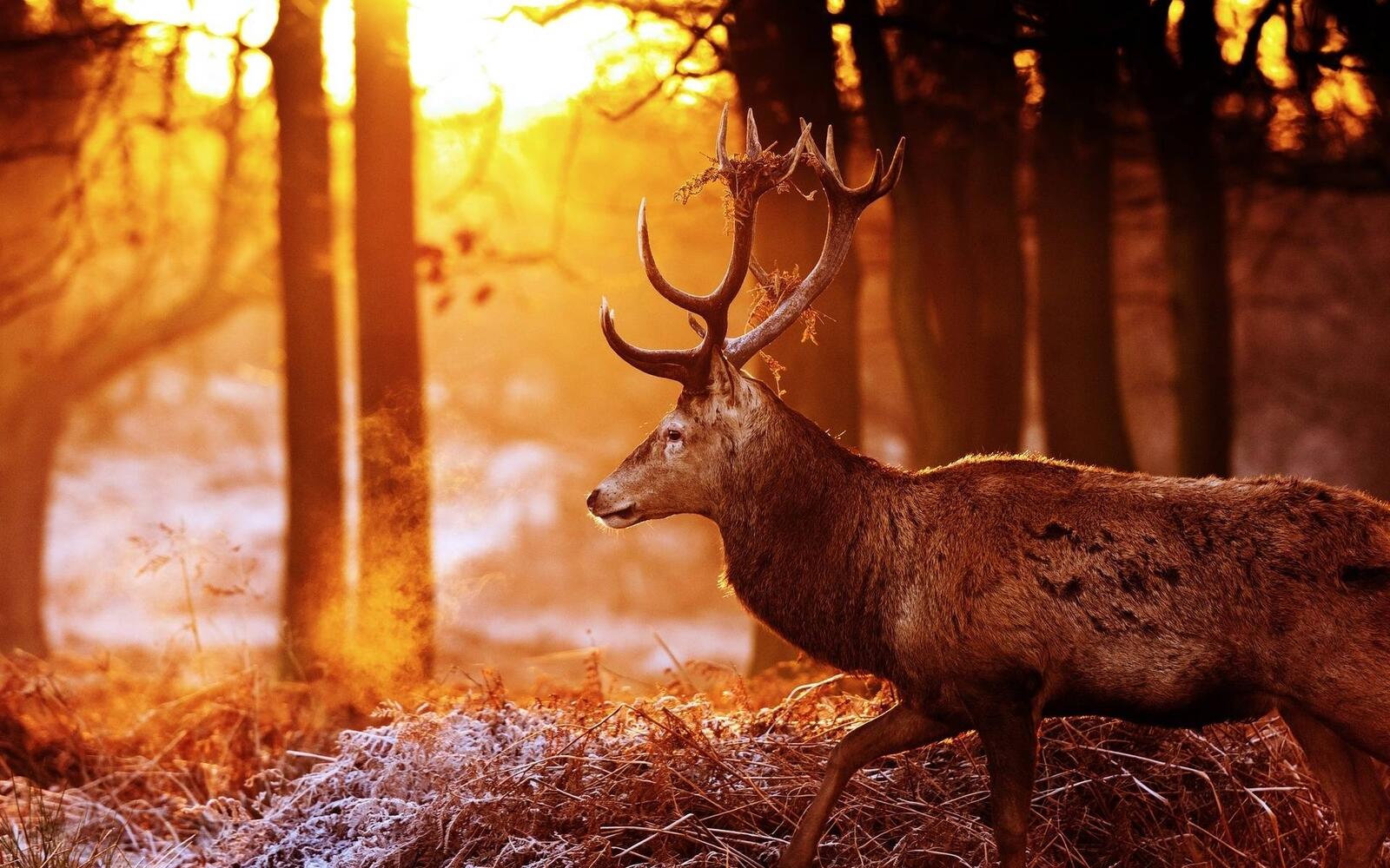 Wallpapers deer horns autumn on the desktop