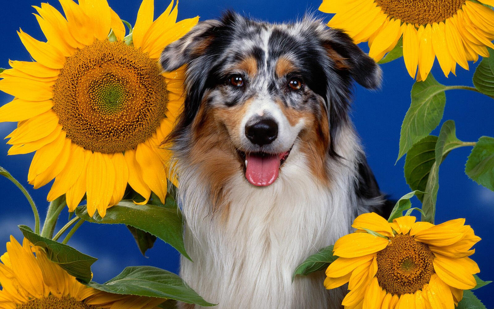 Wallpapers dog tricolor muzzle on the desktop