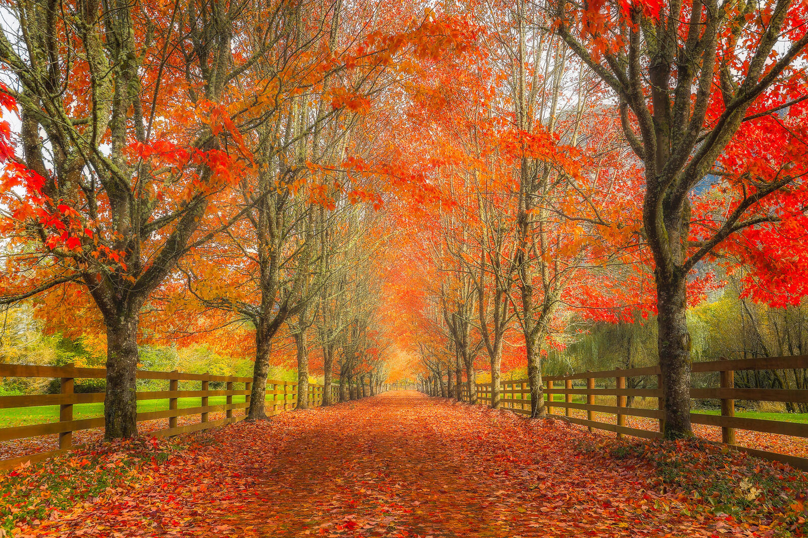 Wallpapers fence autumn forest landscape on the desktop
