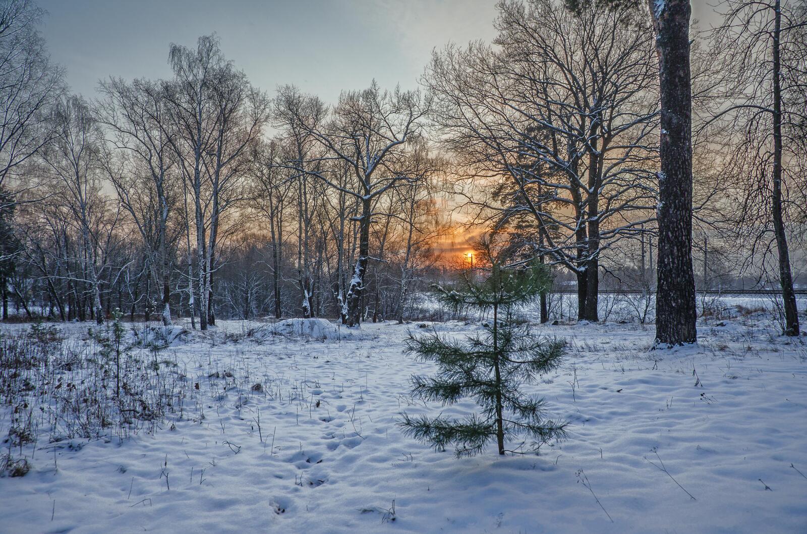 Wallpapers On the Klyazma winter forest on the desktop