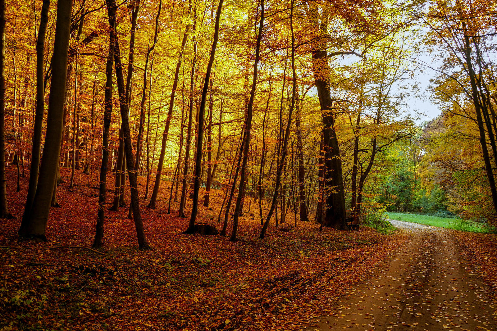 Обои дорога по лесу пейзажи опавшие листья на рабочий стол