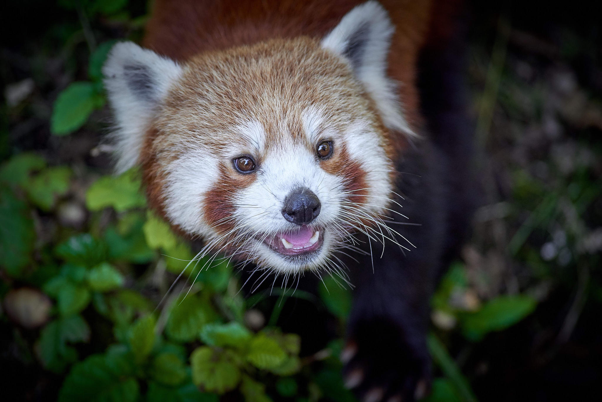 Wallpapers Red panda panda roux animal on the desktop