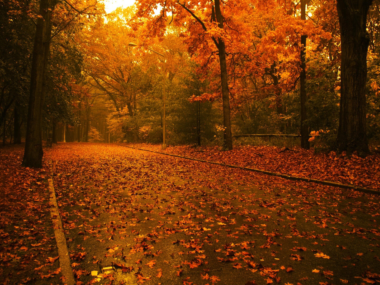 Обои листва Осень свет на рабочий стол