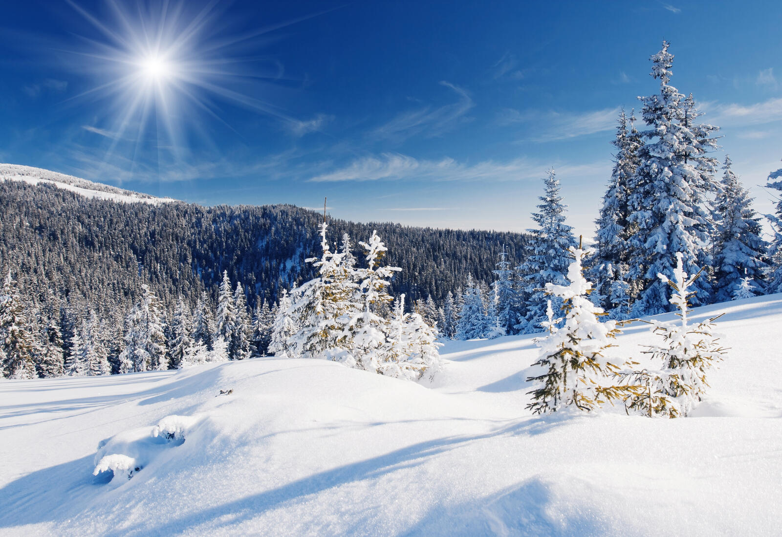 Wallpapers snow on christmas trees trees landscape on the desktop