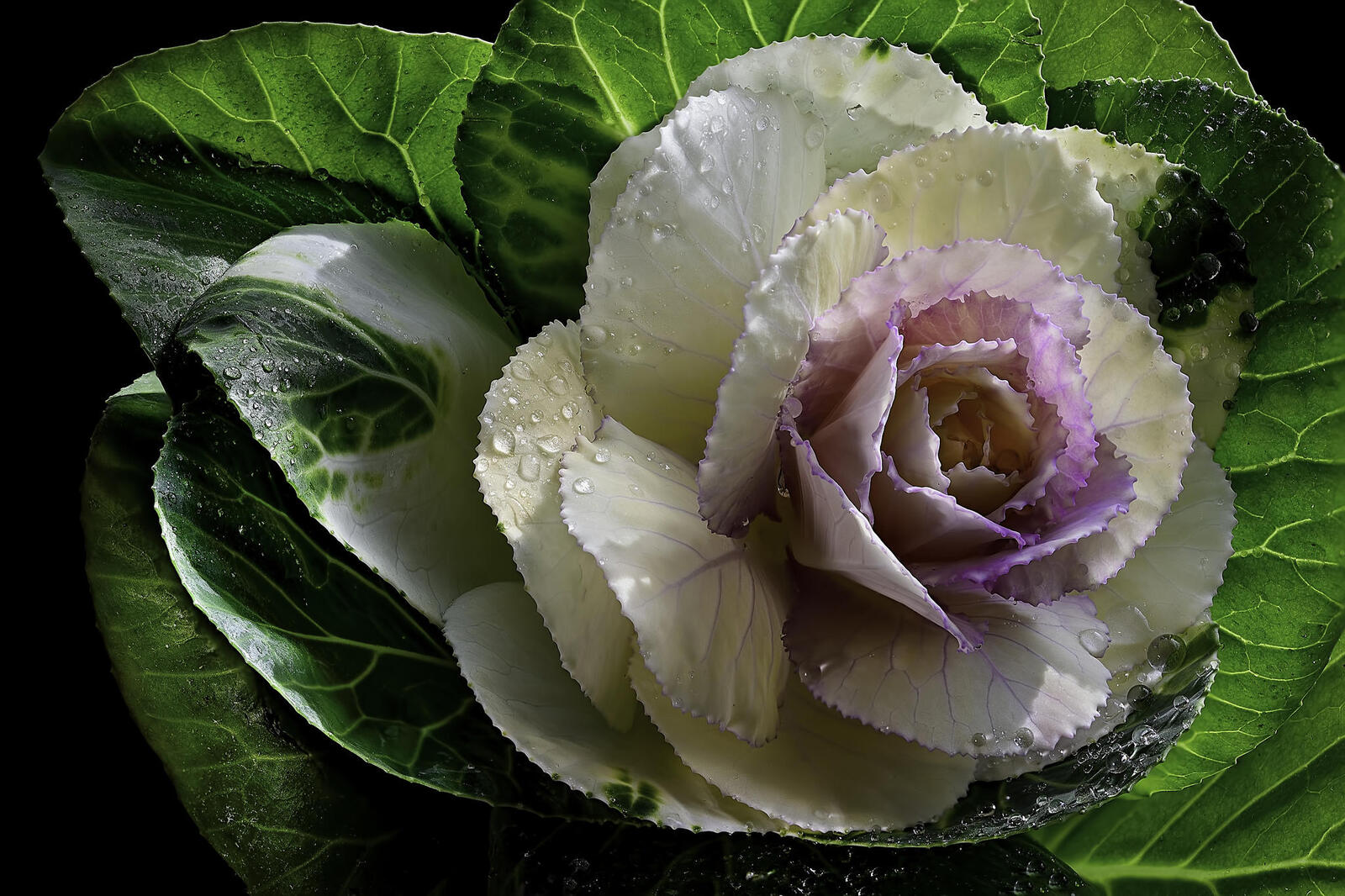 Wallpapers Ornamental cabbage plant flora on the desktop