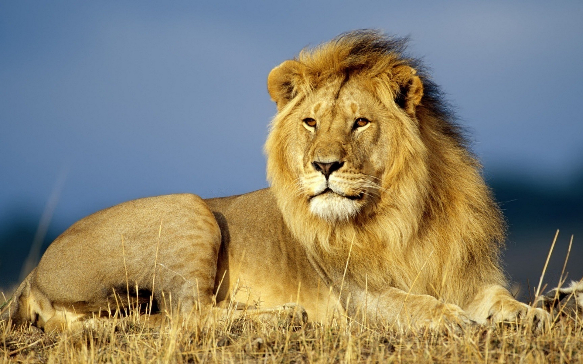 Обои лев царь зверей хищник на рабочий стол