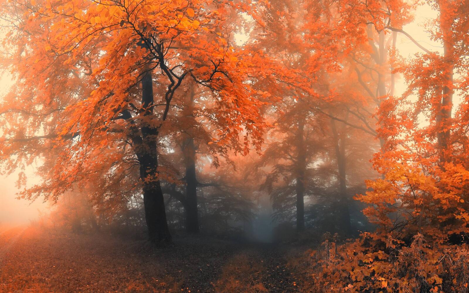 Обои осенний лес деревья яркий на рабочий стол