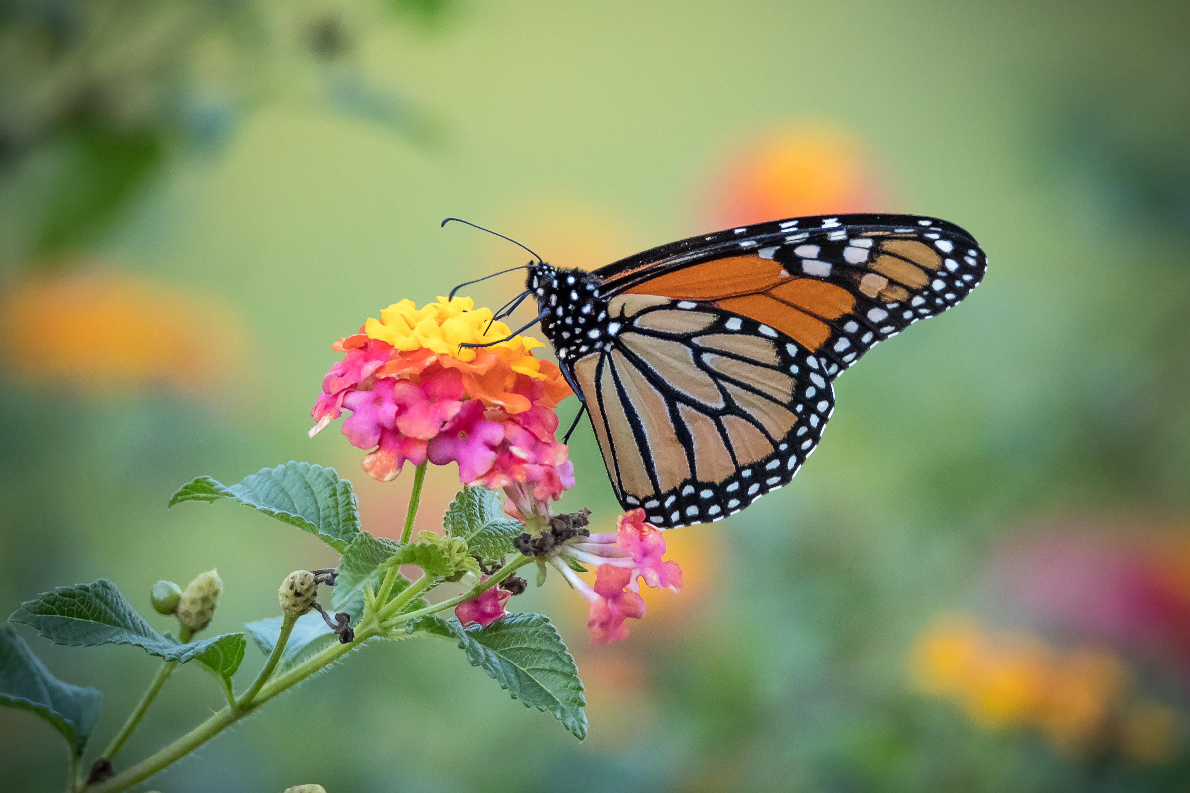 Картинка день бабочек. Бабочка на цветке. Бабочки в цветах. Летние цветы с бабочками. Июньские бабочки.
