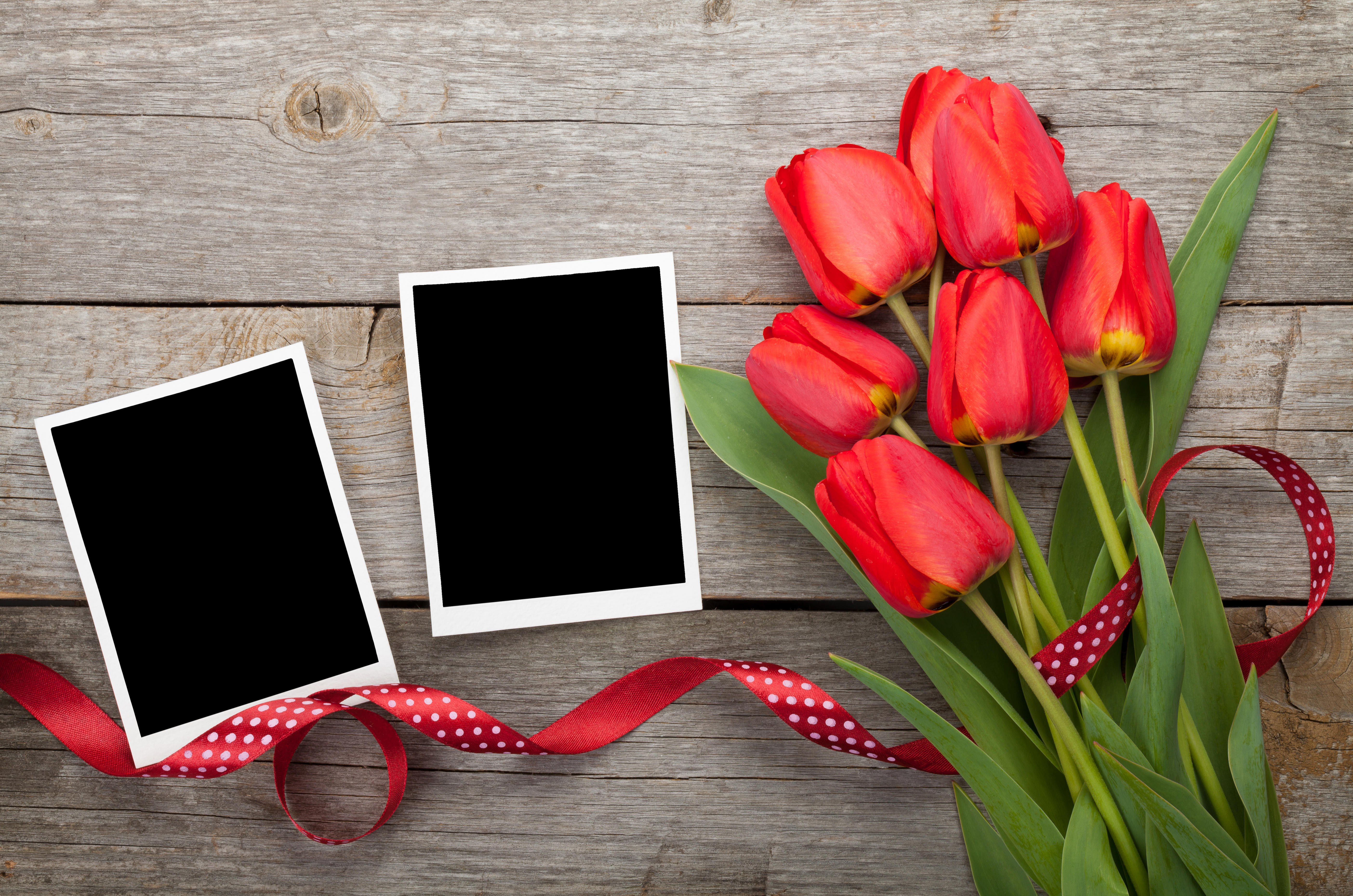 Free photo Red tulips with photos for Valentine`s Day