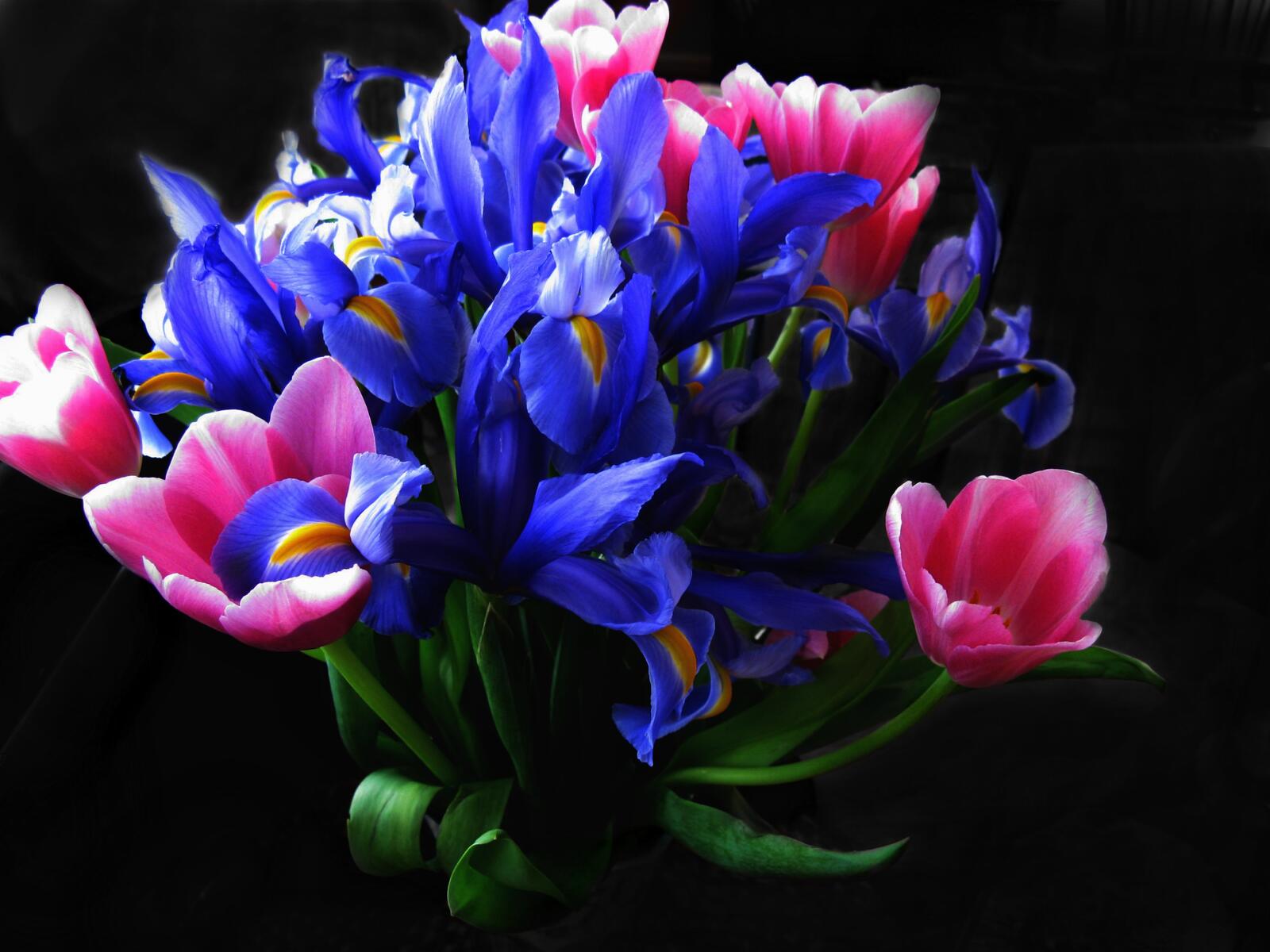 Обои нарцисы тюльпаны цветы на рабочий стол