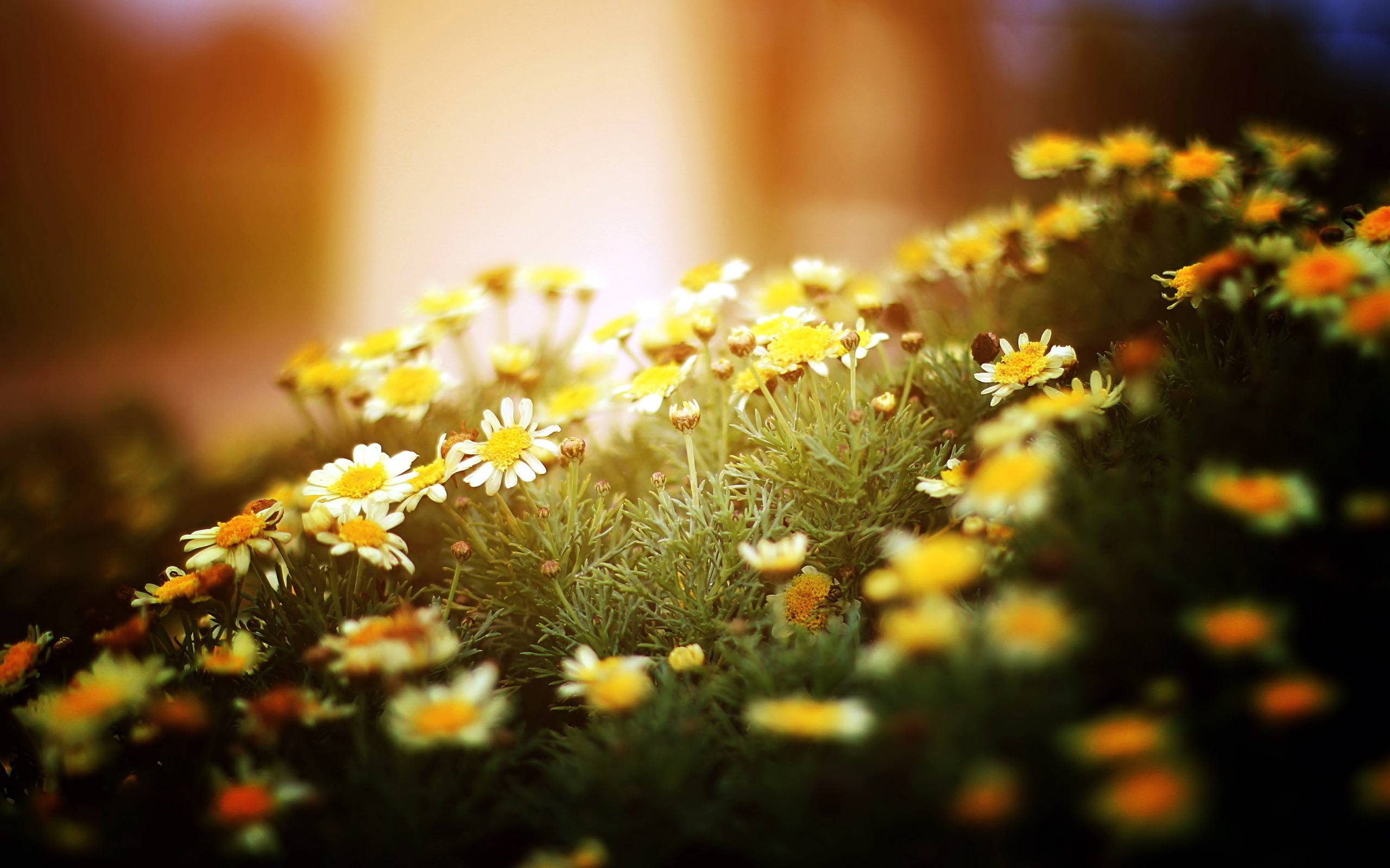 Wallpapers chamomile meadow grass on the desktop