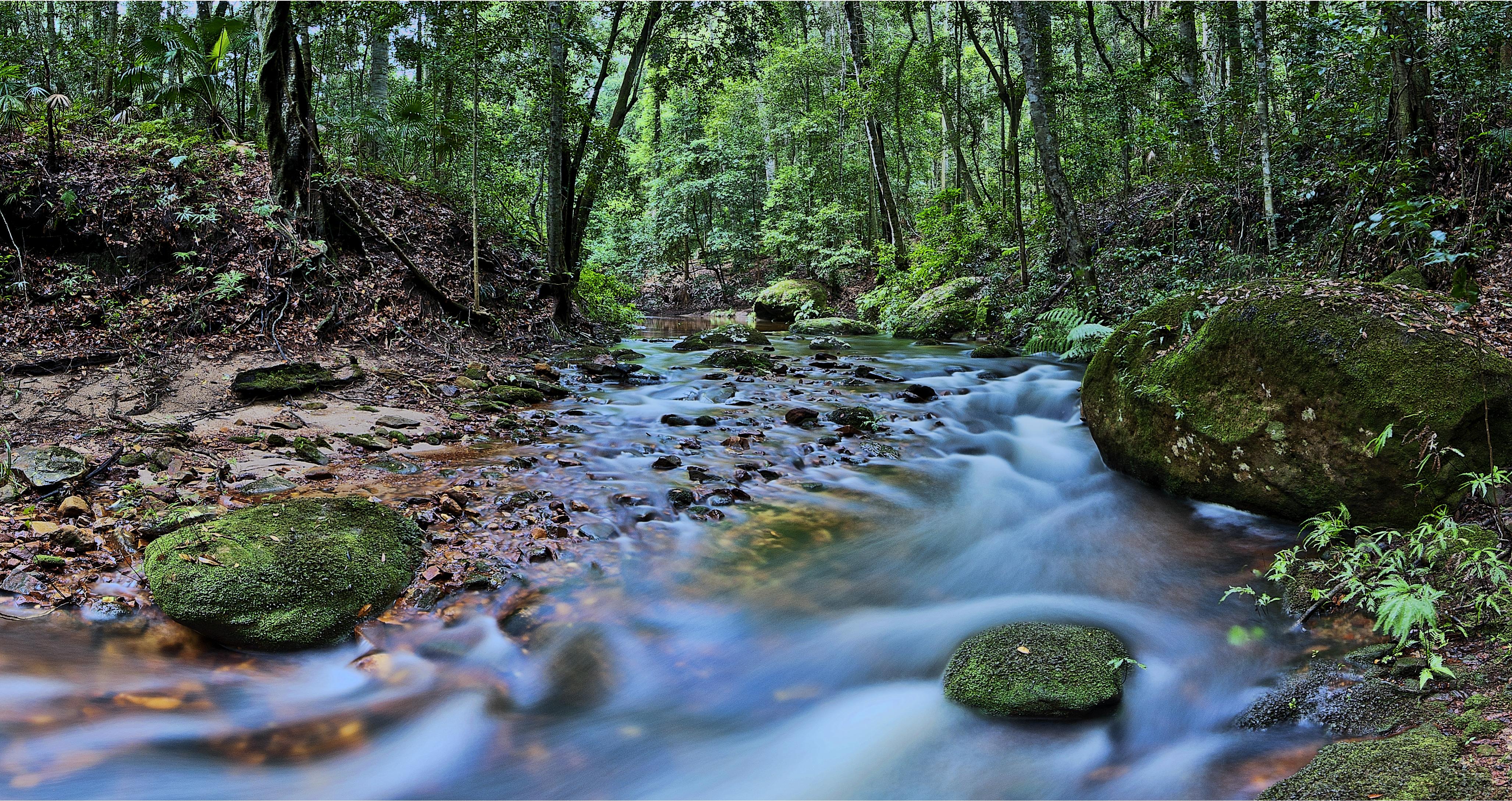 Фото бесплатно лес, река, зеленый мох