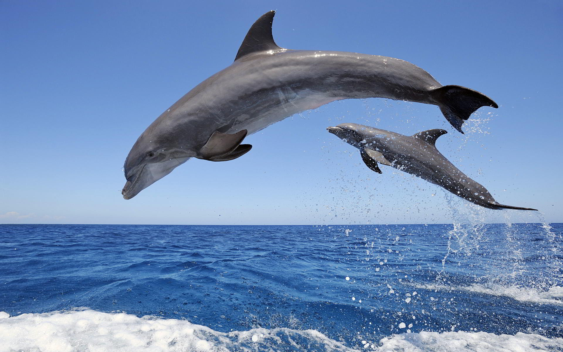 Фото бесплатно дельфины, прыжок, море