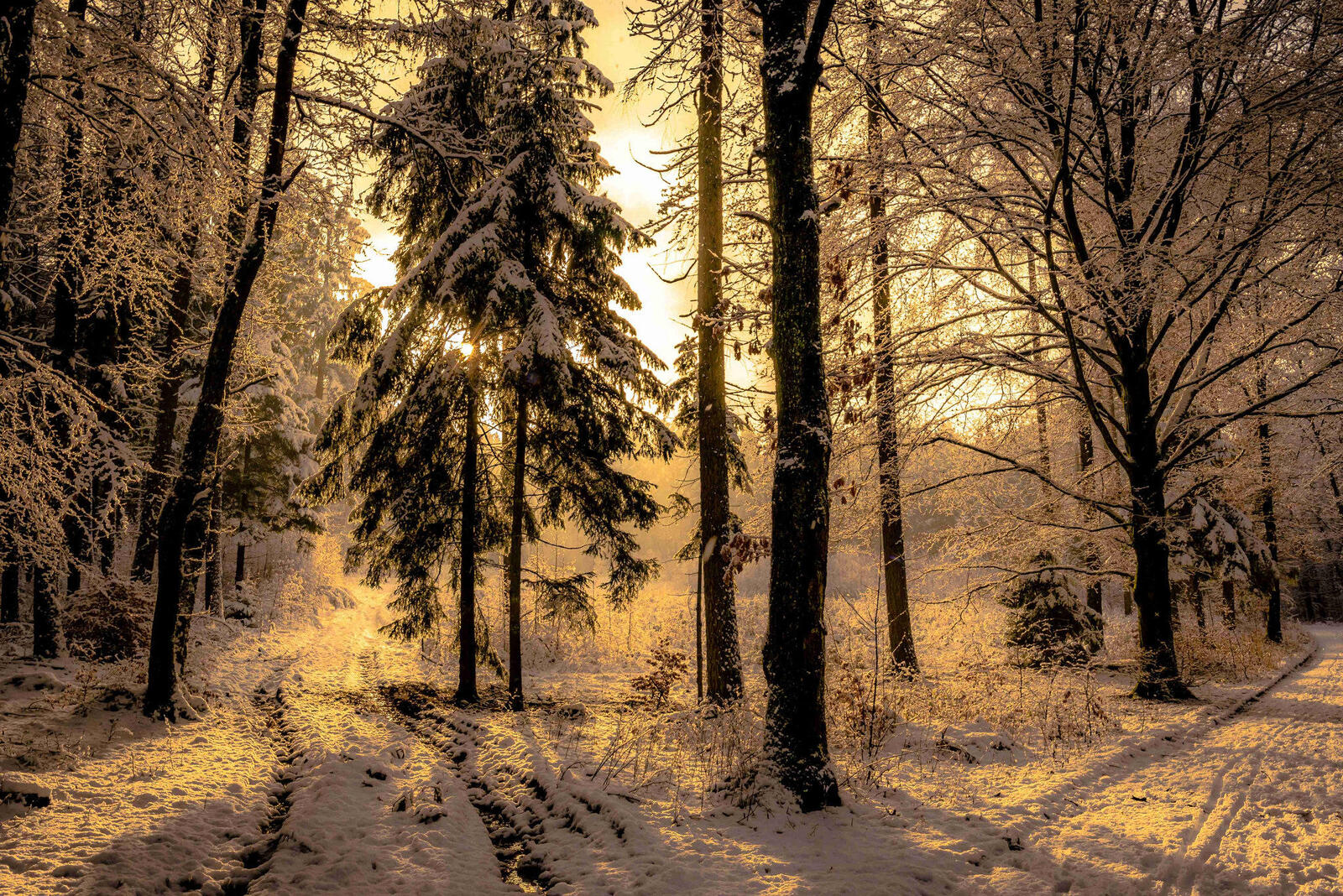 Wallpapers winter forest landscapes sunset on the desktop