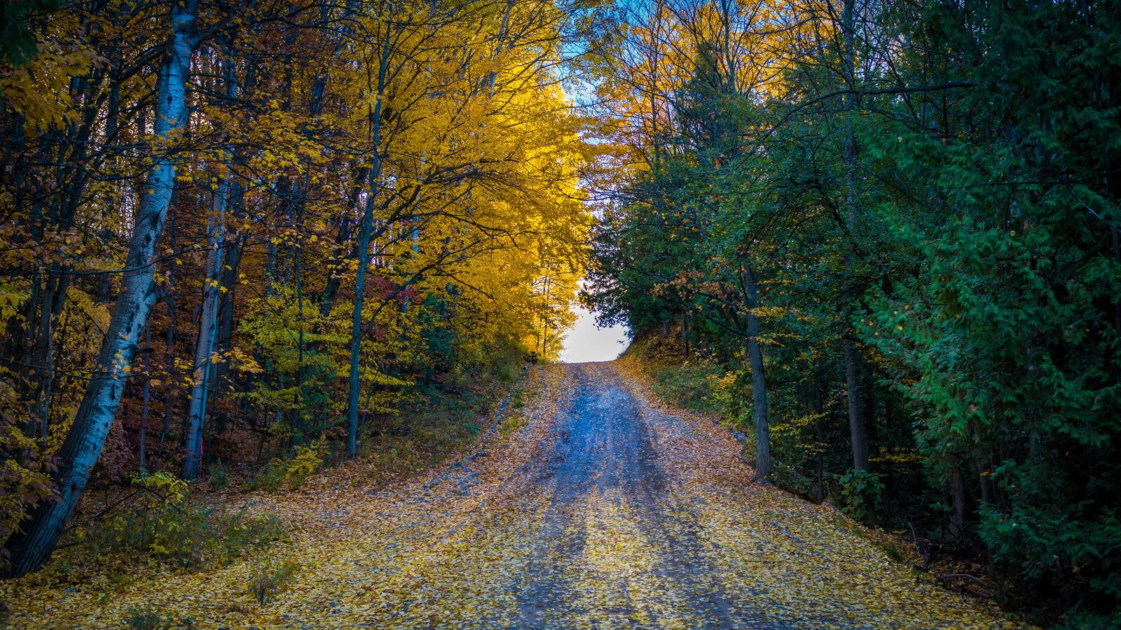 Wallpapers landscapes fallen leaves road in the forest on the desktop