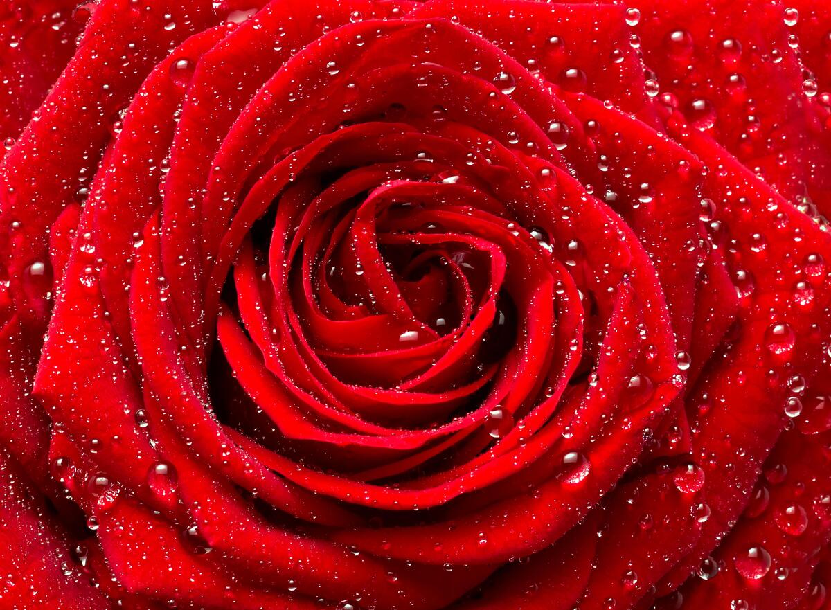 Screensaver rose, roses on the phone