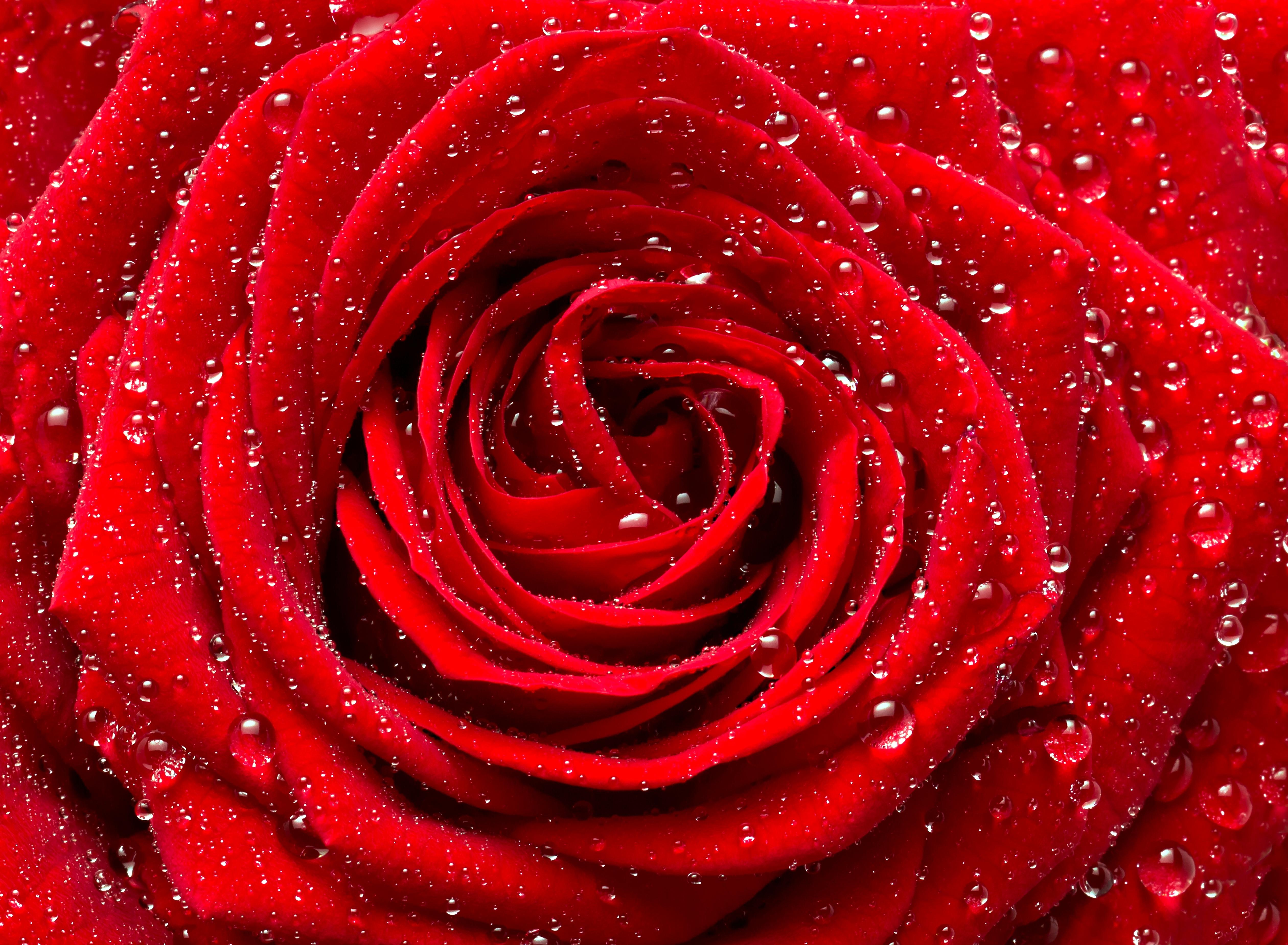 免费照片手机上的玫瑰花屏保