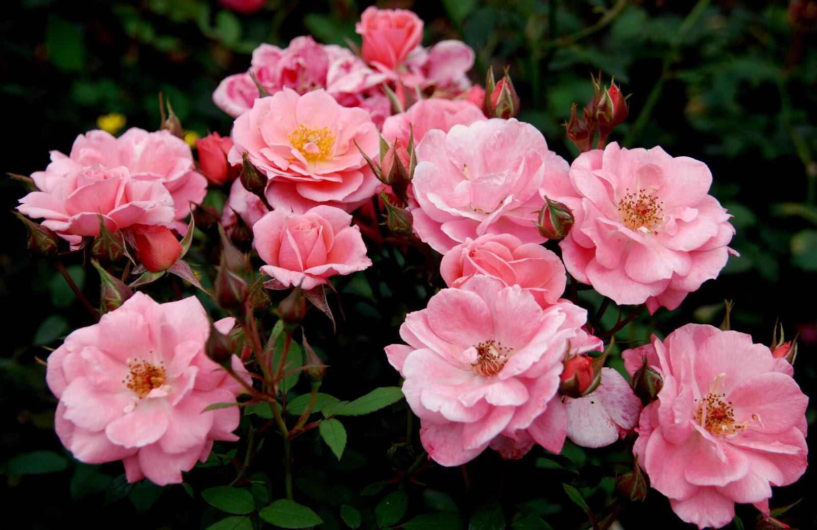 桌面上的壁纸玫瑰 粉红的花朵 粉色花瓣