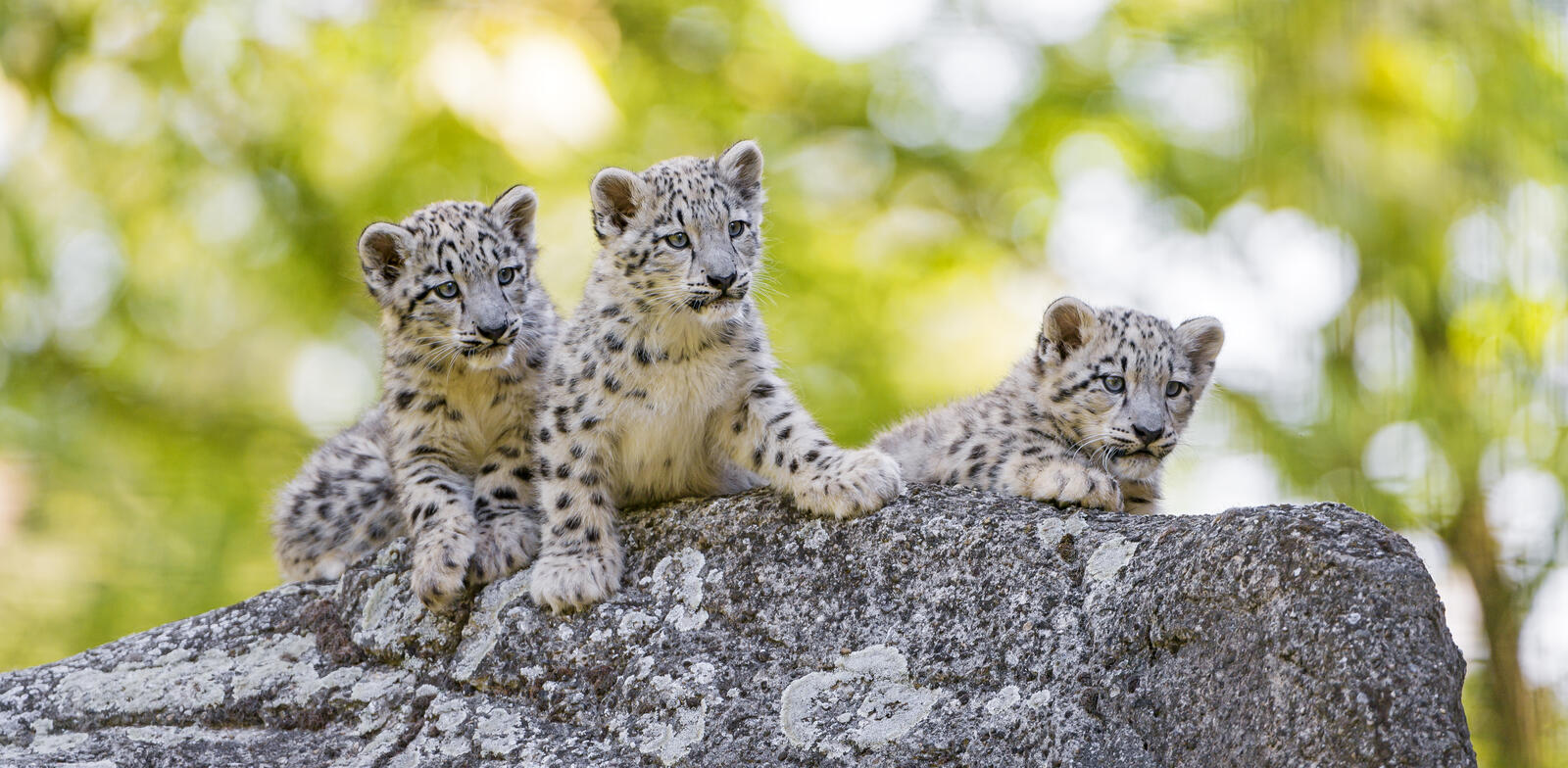 Wallpapers Snow leopard predator kittens on the desktop
