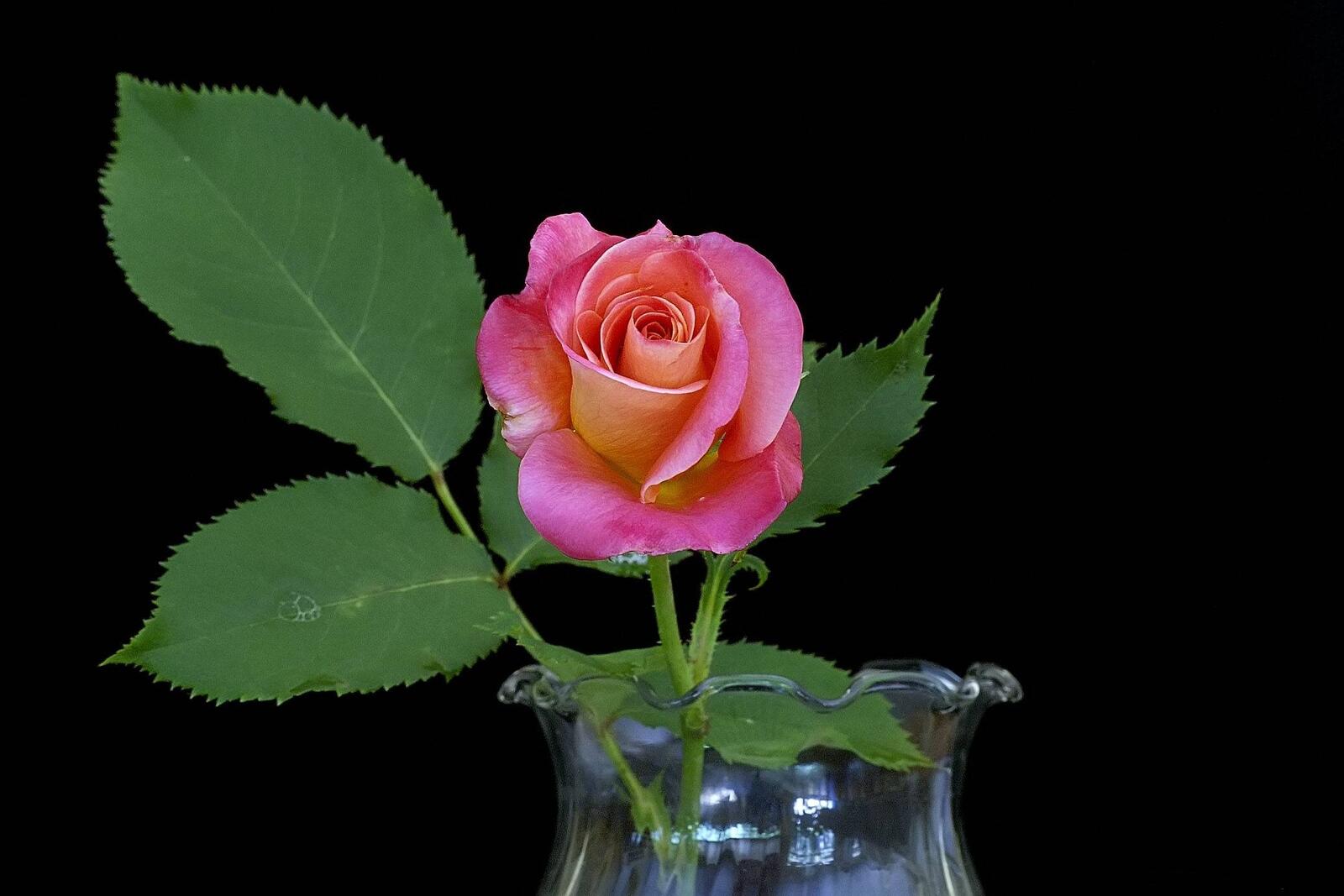Обои розы чёрный фон цветок на рабочий стол