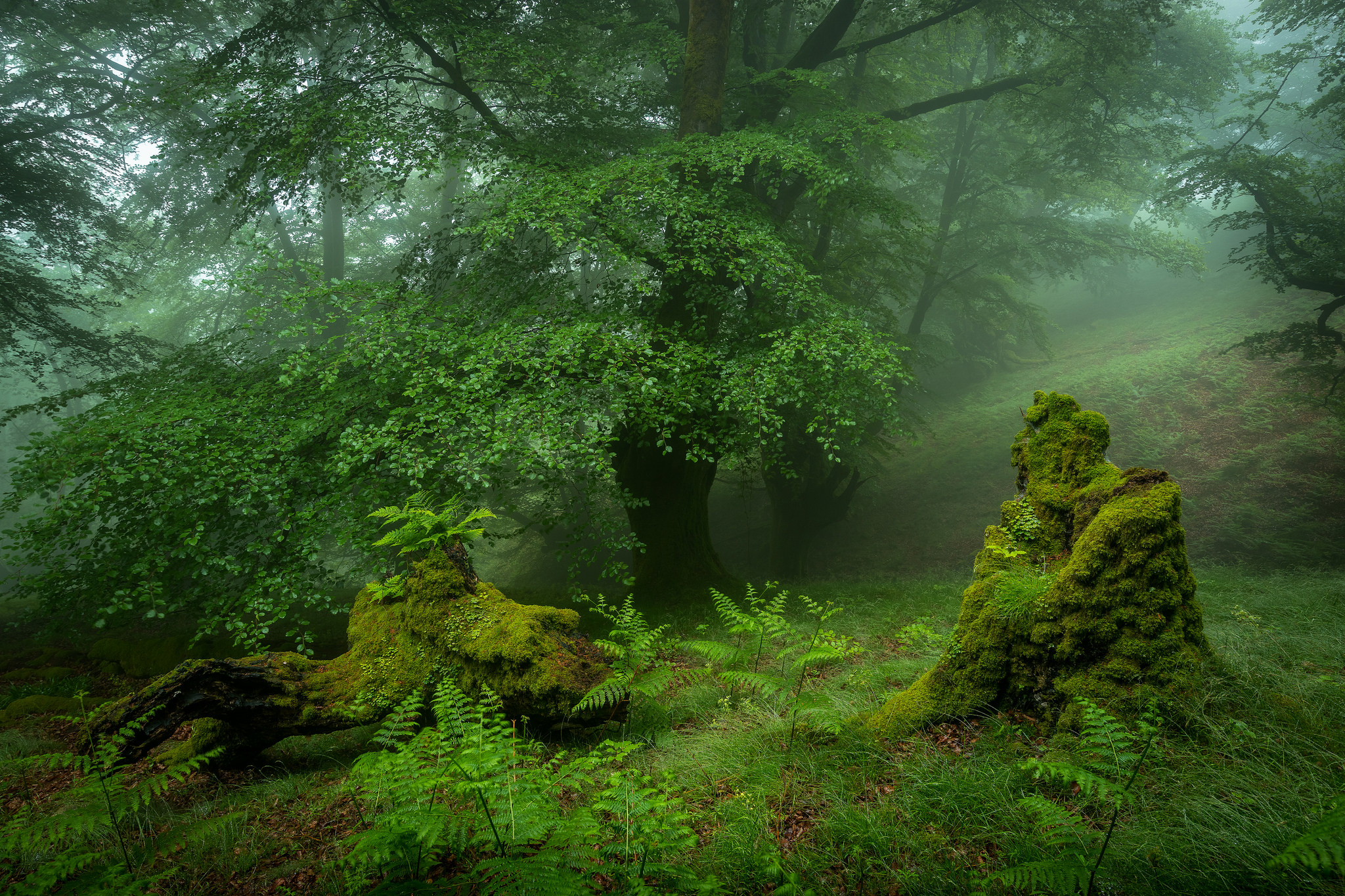 Wallpapers fog in the forest summer forest on the desktop