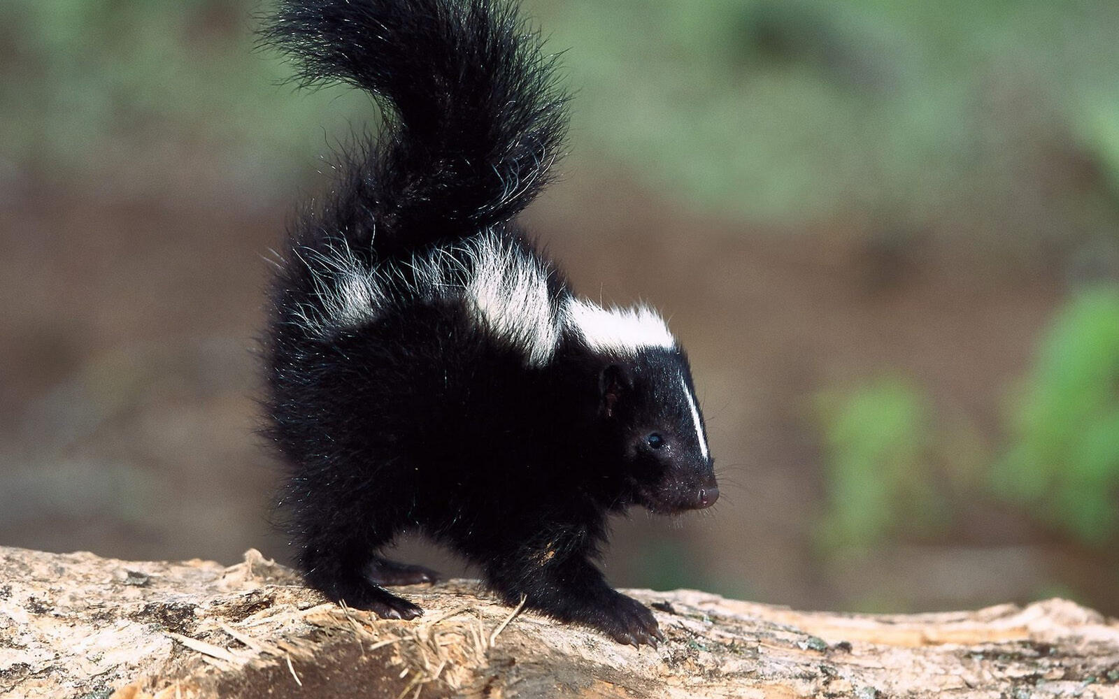 Wallpapers skunk muzzle tail on the desktop