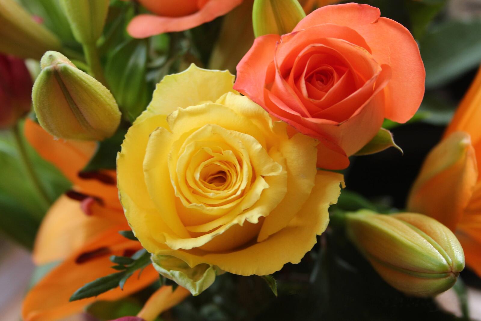 Обои желтые лепестки роза флора на рабочий стол