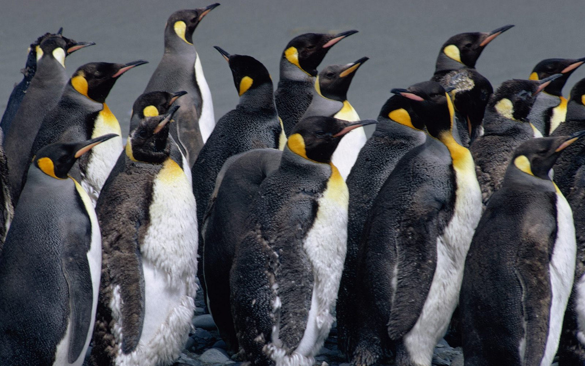 Фото бесплатно пингвины, стая, перья