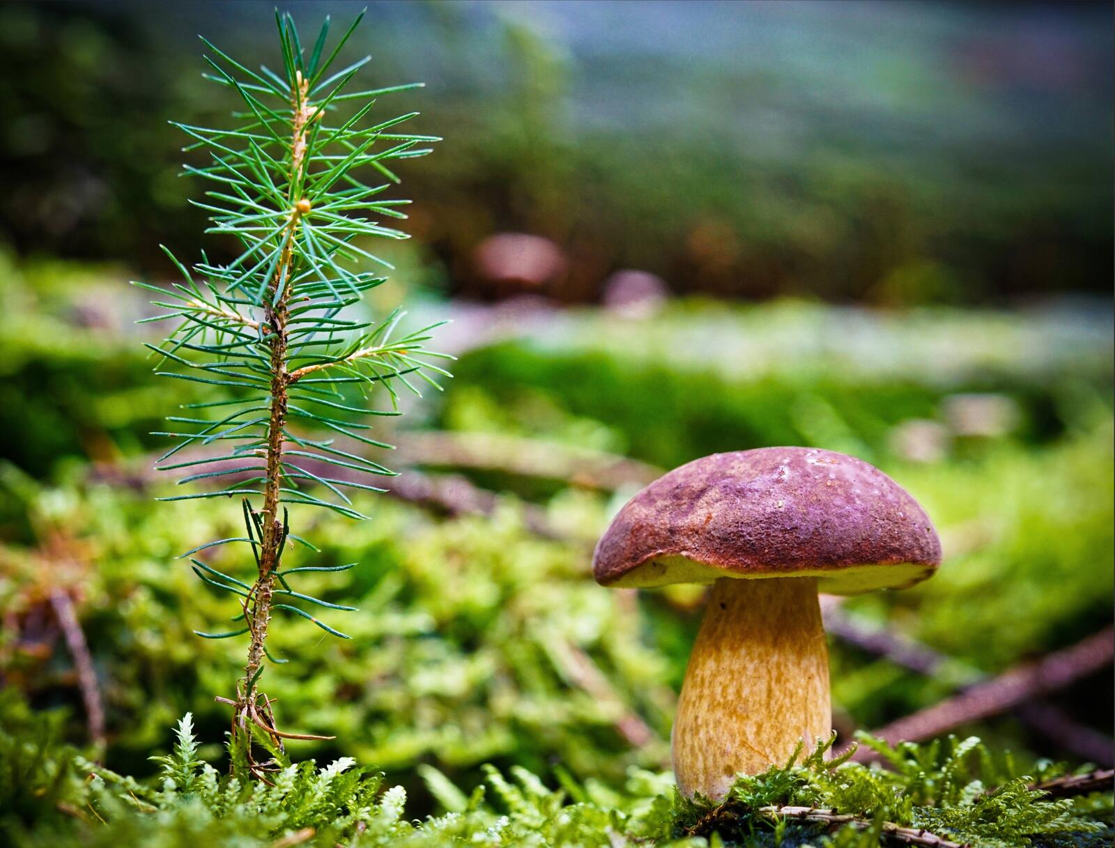 Wallpapers mushroom moss pine on the desktop