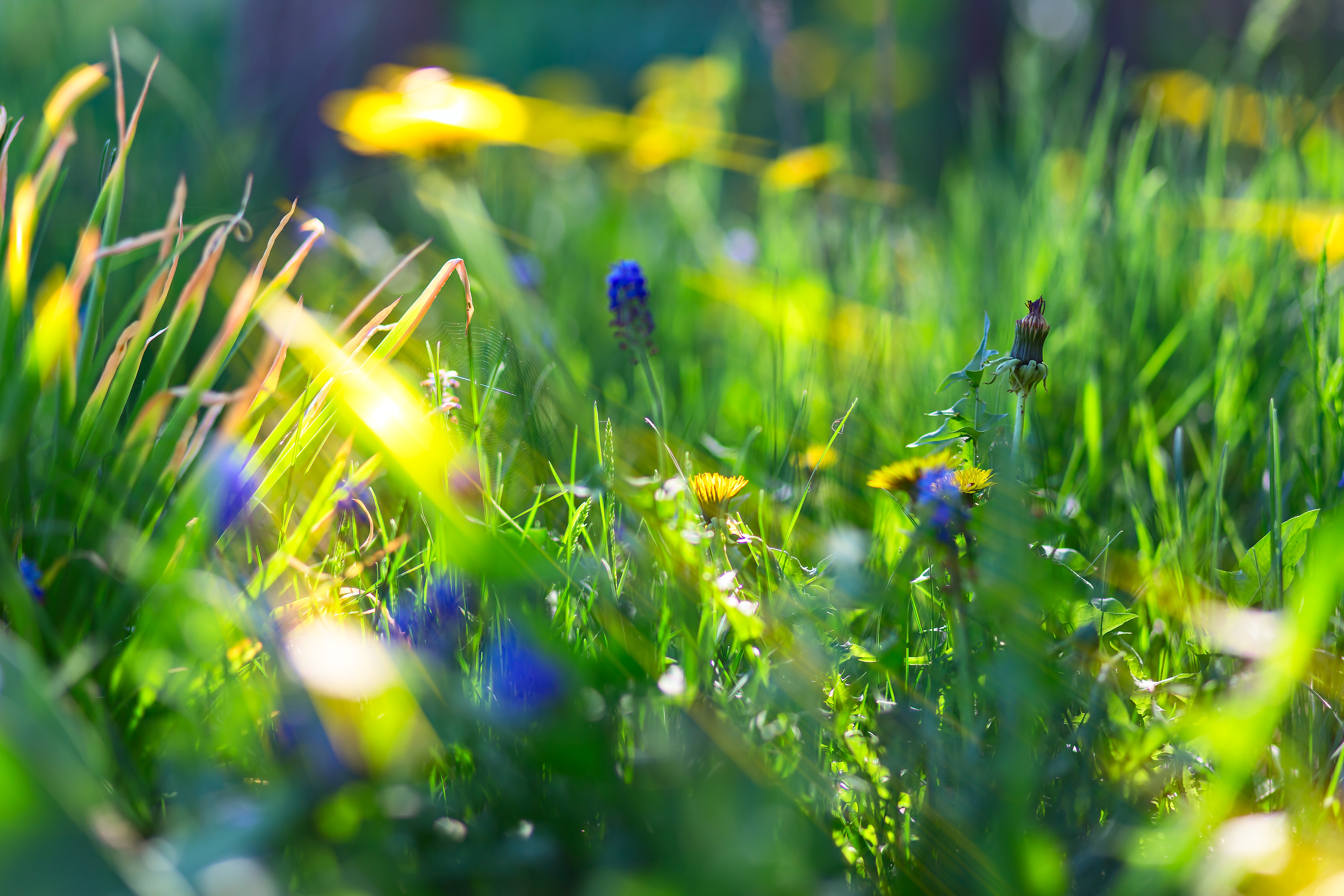 лето трава лучи summer grass rays без смс