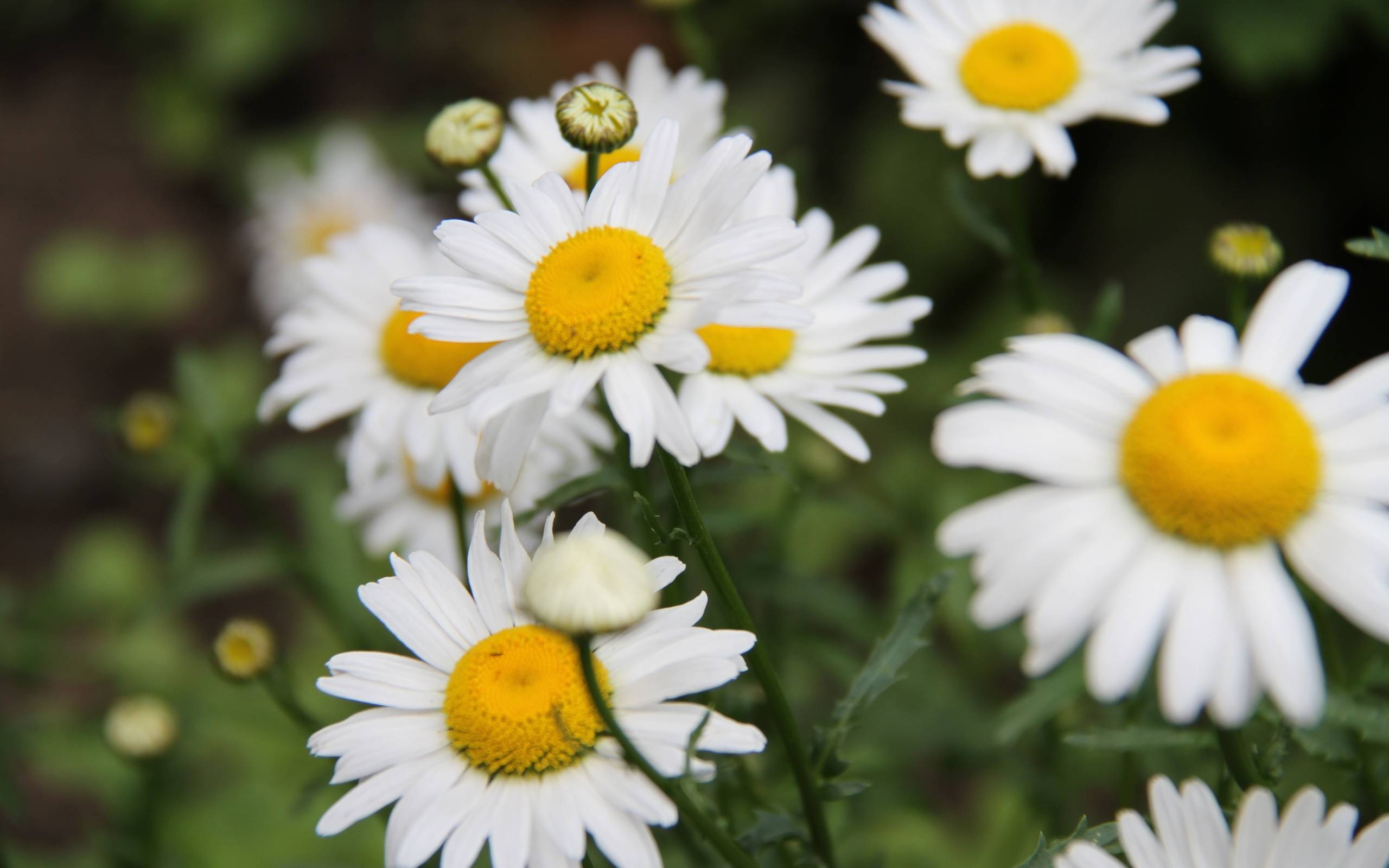 Wallpapers chamomile white petals on the desktop