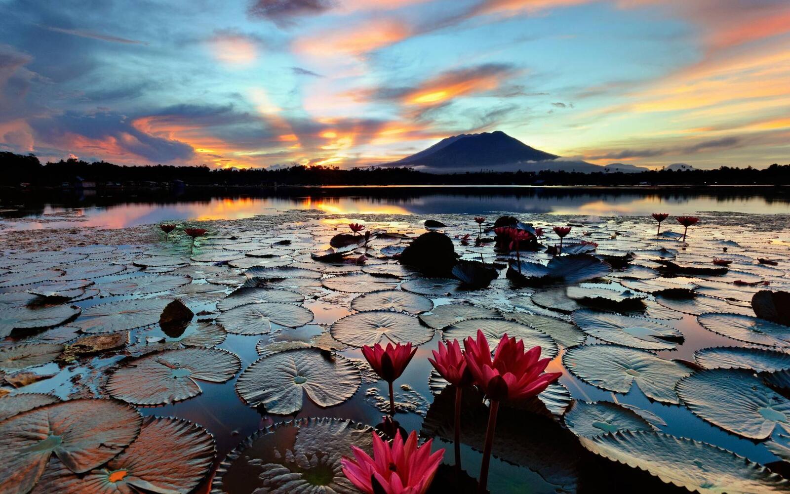 Wallpapers water lilies lake volcano on the desktop