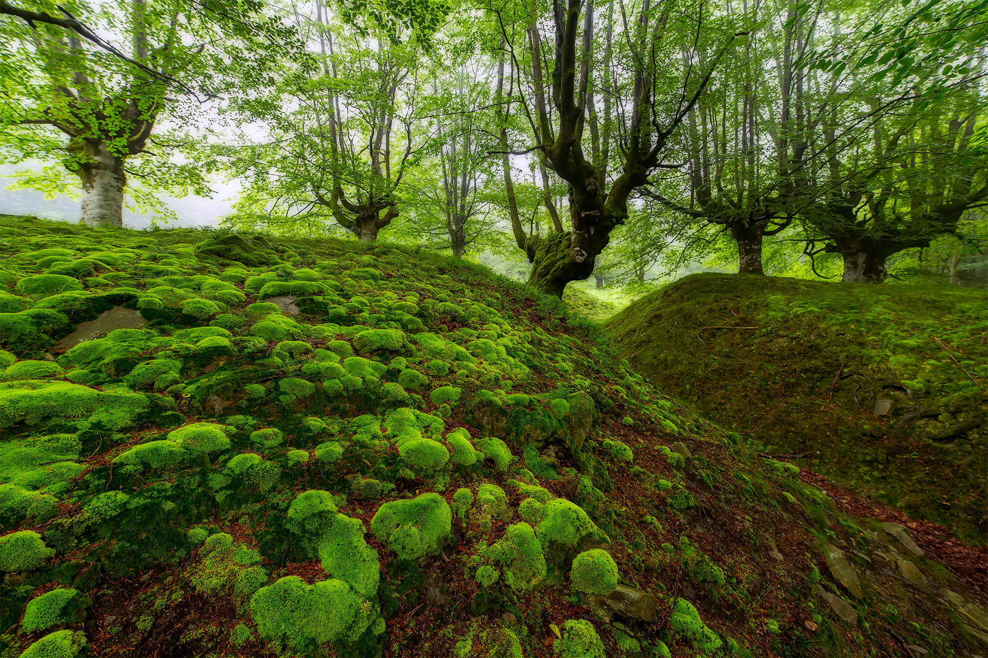 Wallpapers moss trees nature on the desktop