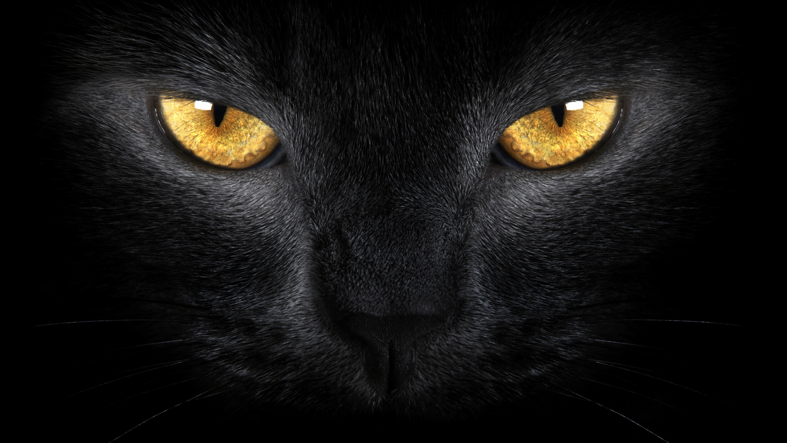 Wallpapers yellow black nose on the desktop