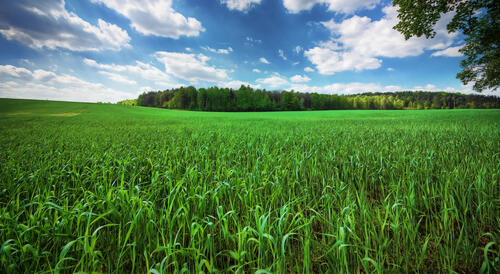 Photo of the grass, a field of large size