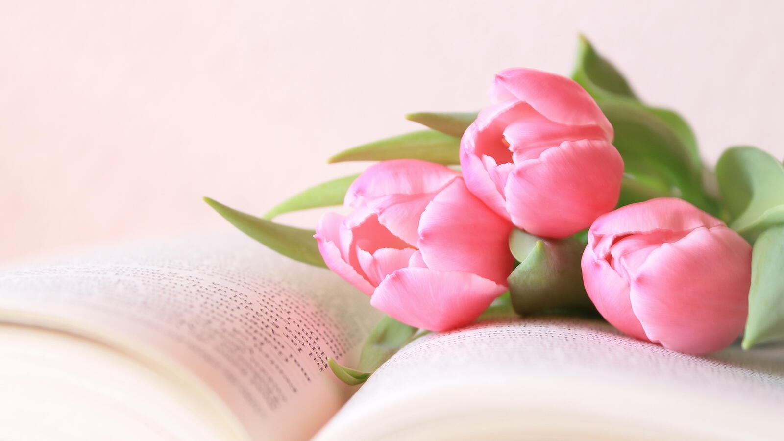 Обои книга цветы тюльпаны на рабочий стол