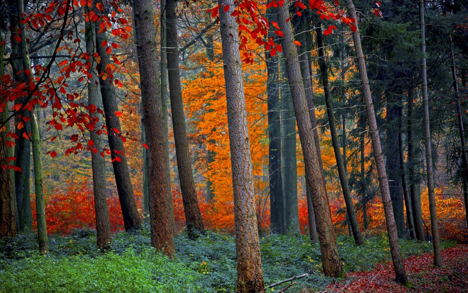 Обои лес осень лиственница на рабочий стол