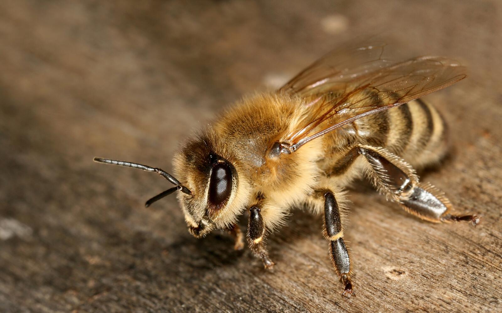 Обои пчелы лапки крылья на рабочий стол