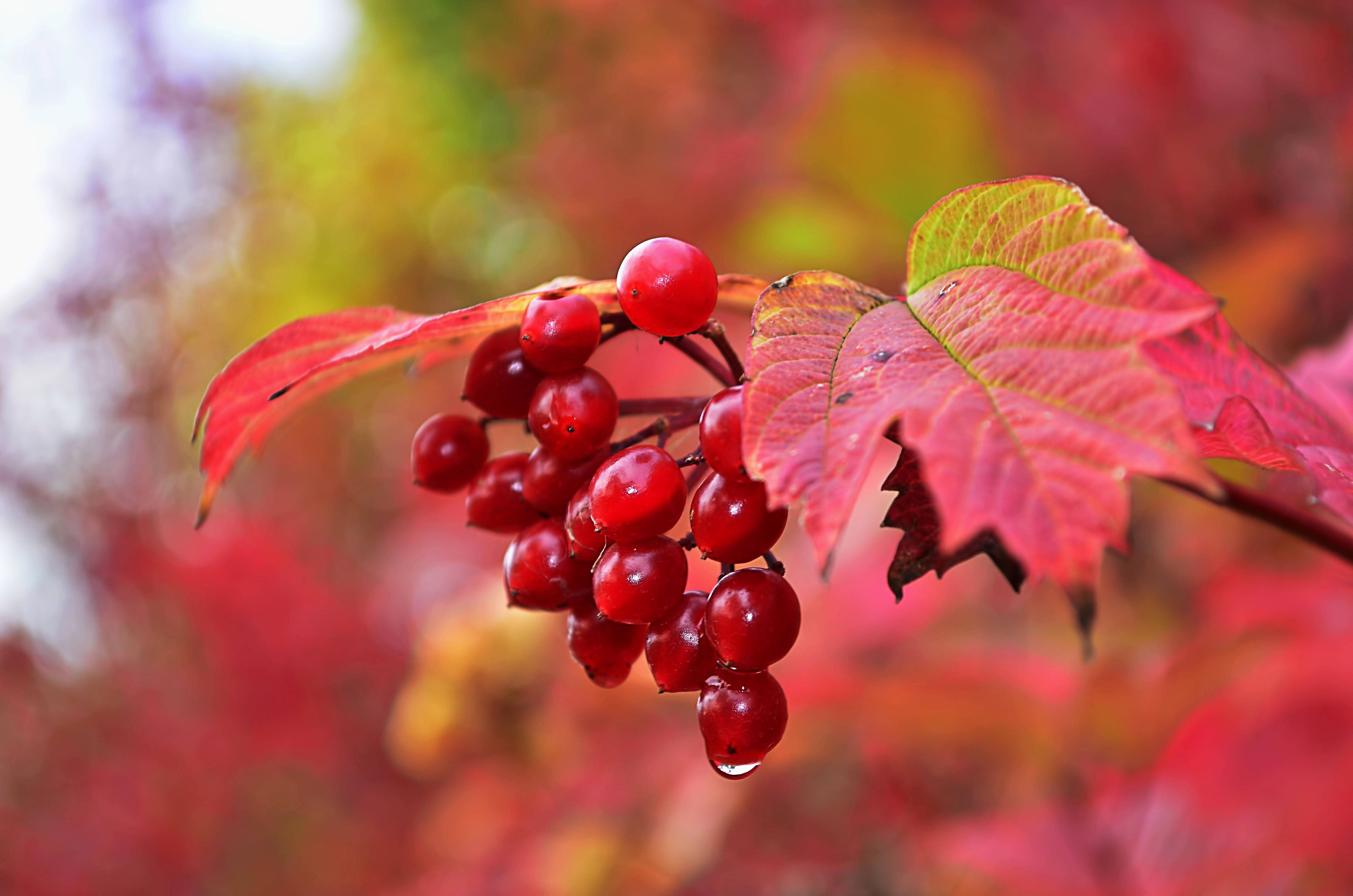 Фото бесплатно осень, ветка, ягоды