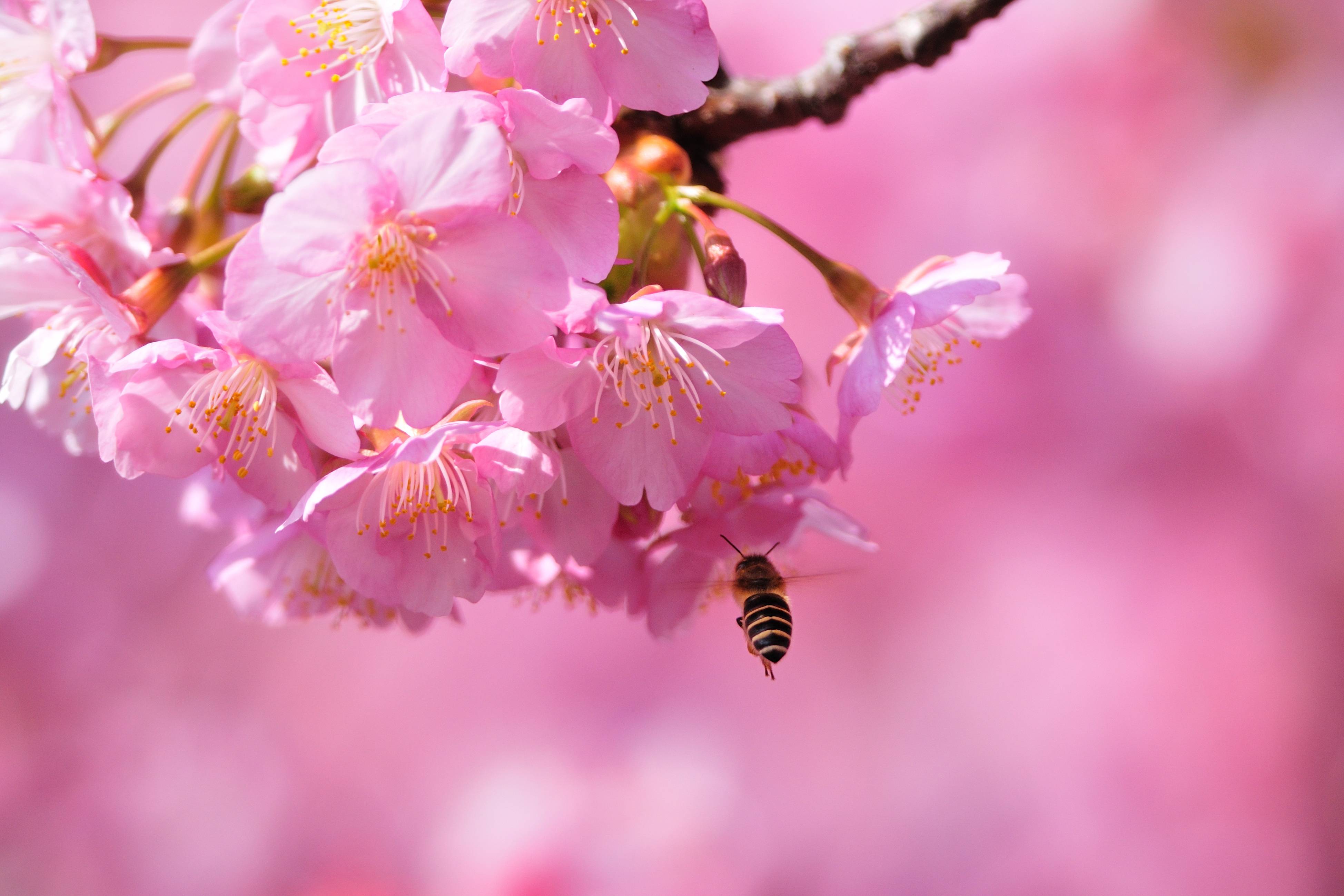 Обои сакура цветы вишни ветки сакуры на рабочий стол