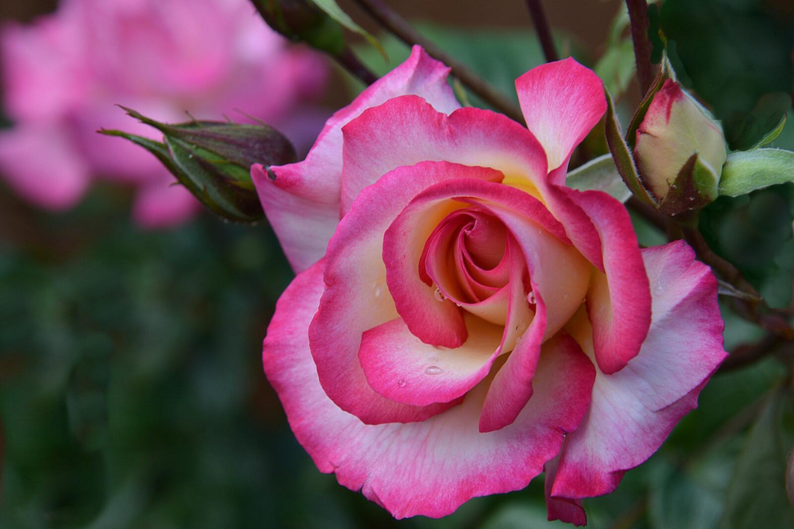Обои роза цветок флора на рабочий стол
