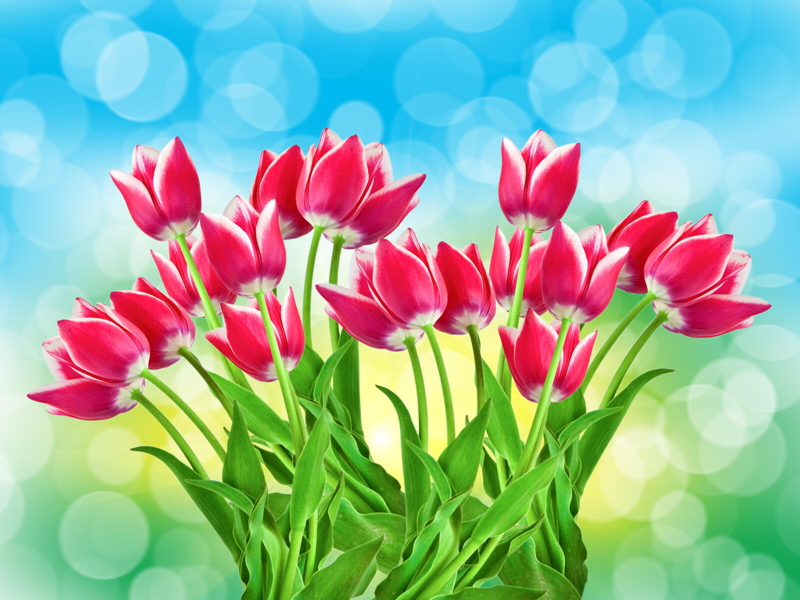 Wallpapers tulips red bouquet flowers on the desktop