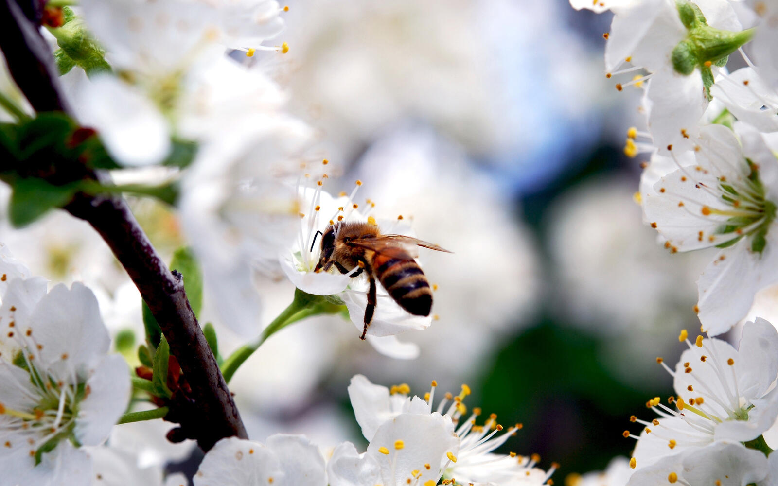 Обои пчела собирает мед на рабочий стол