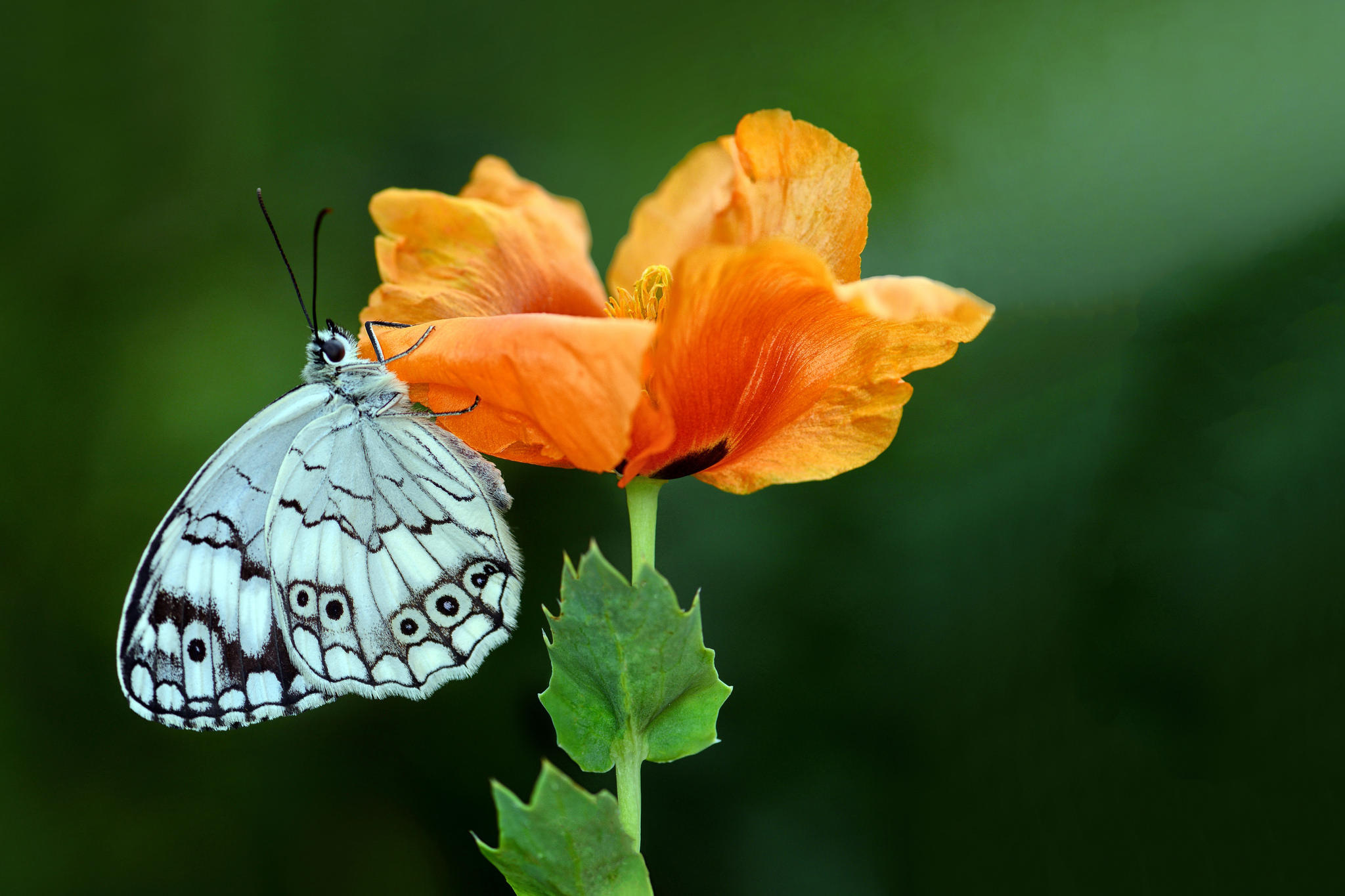 Бабочка макро на цветке без смс