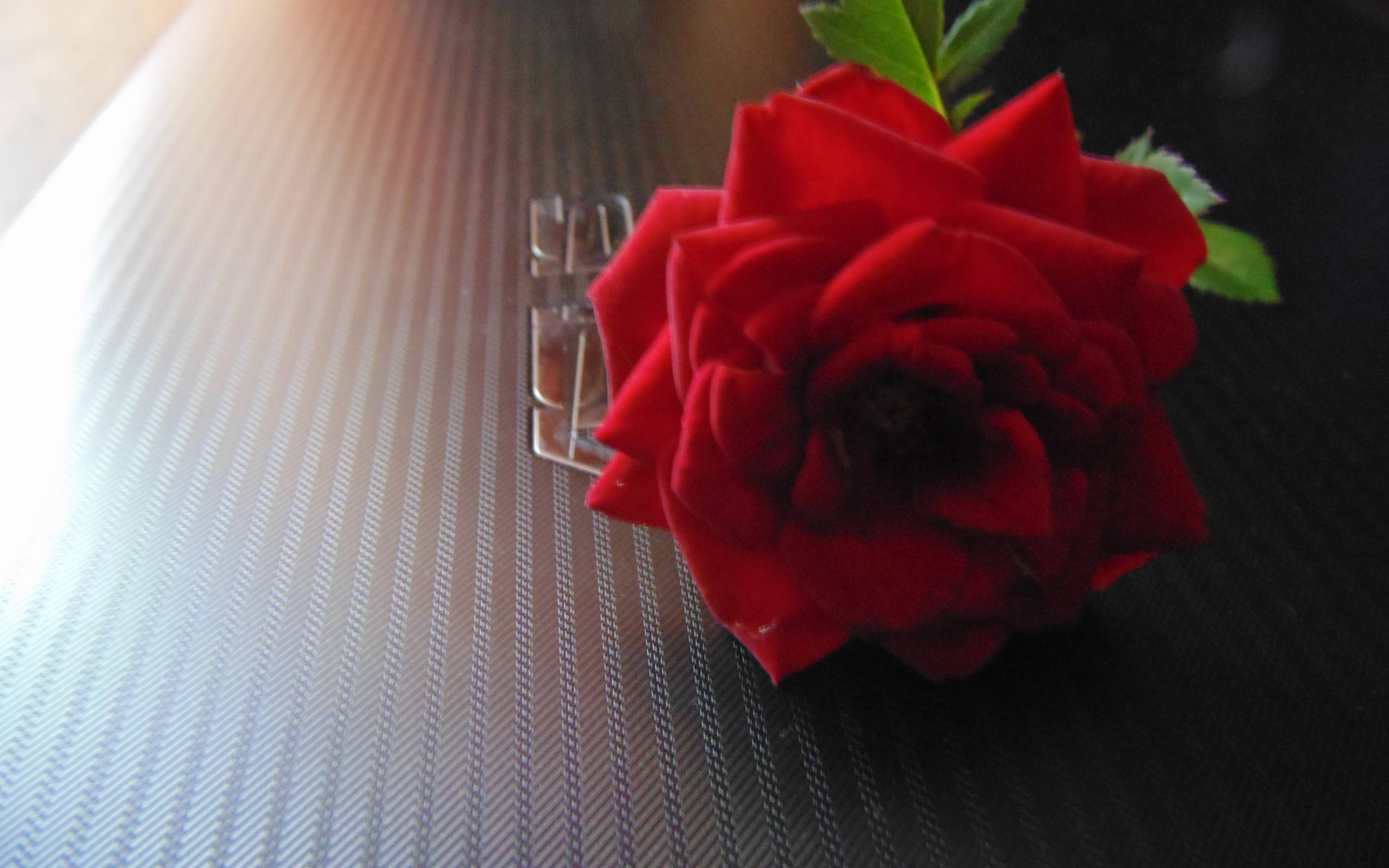 Обои ноутбук роза лепестки на рабочий стол