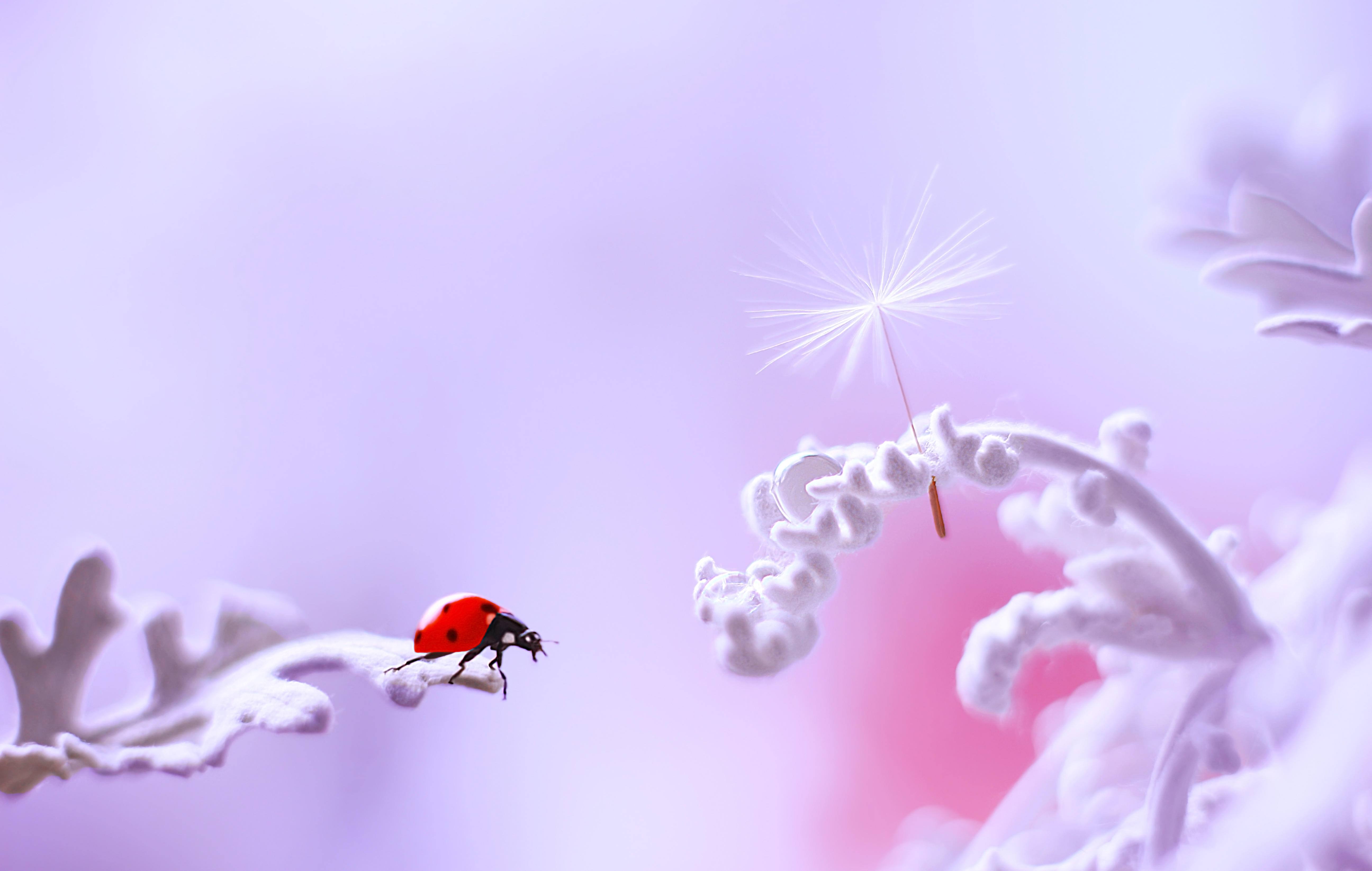 Фото бесплатно божья коровка, белые цветы, насекомые
